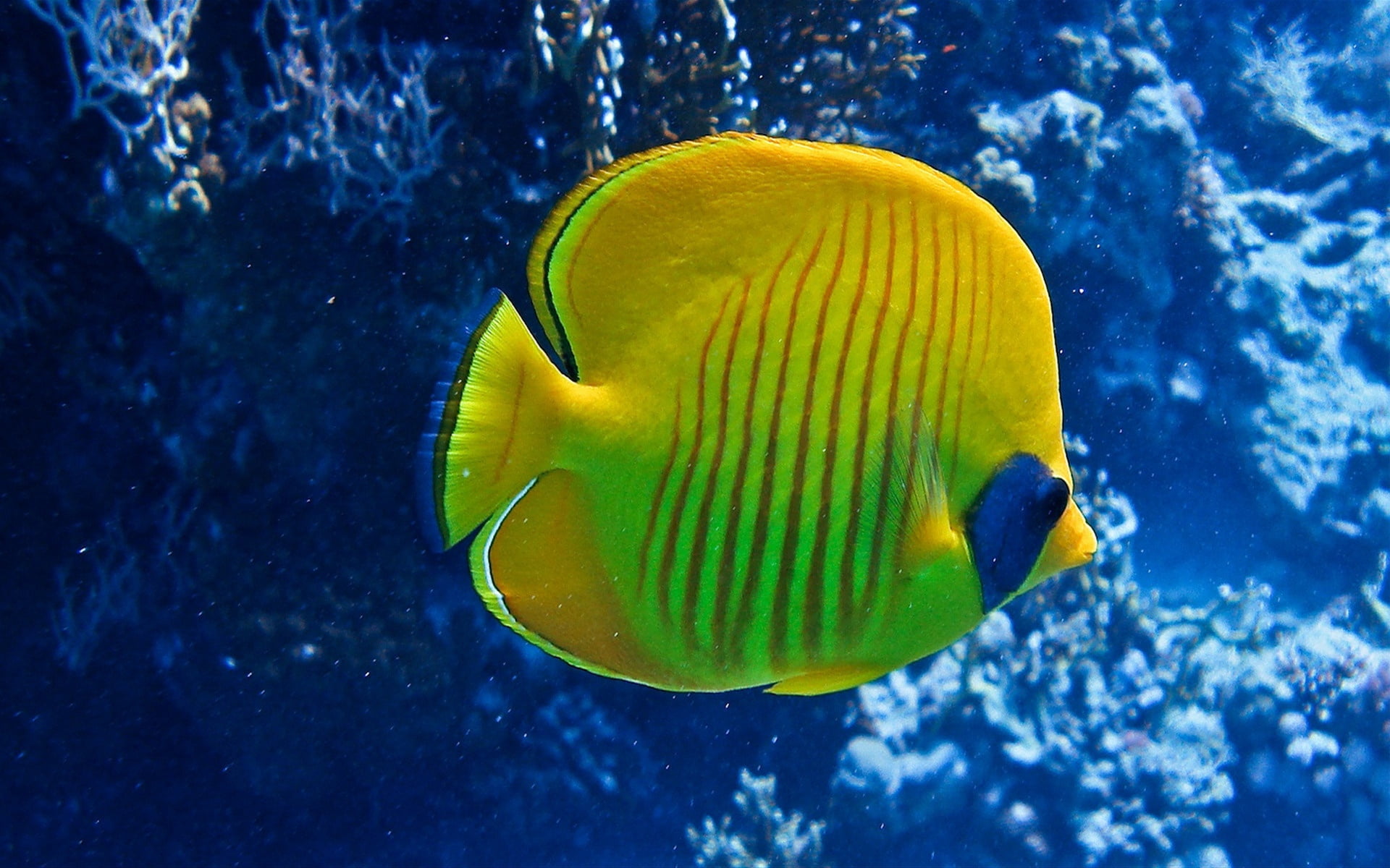 beauty In Nature, water, tang, sea Life, vertebrate, one animal, sea, nature, undersea, underwater, reef, swimming Animal, tropical Fish, close-up, tropical Climate, HD Wallpaper