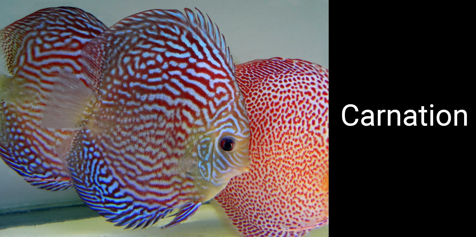 indoors, animal wildlife, no people, sea, western script, fish, animal, Discus Fish, text, transparent, one animal, animals in captivity, animal themes, HD Wallpaper