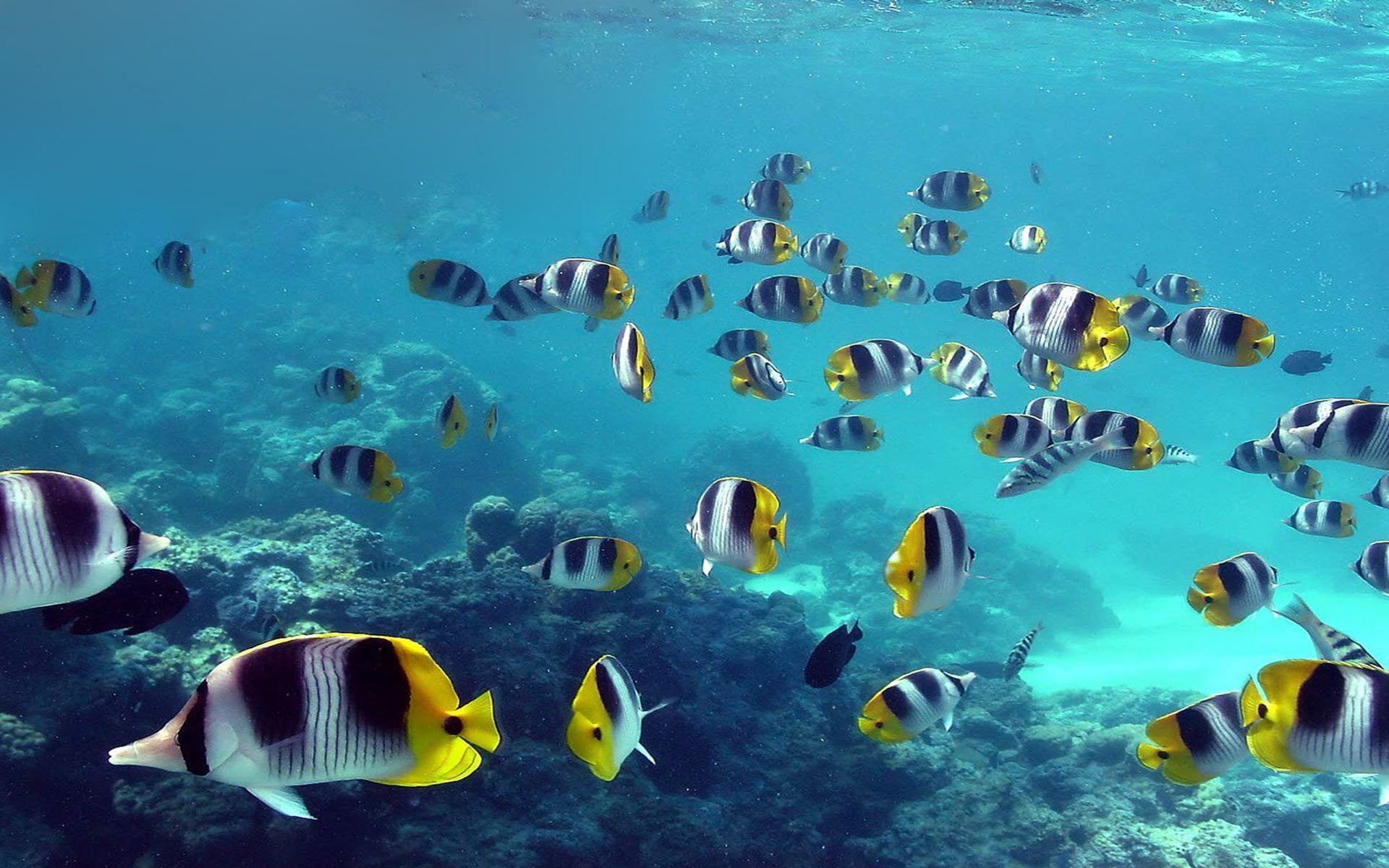 Animal, sea, gray, Fish, yellow, 1080P, undersea, ecosystem, sea life, striped, animals in the wild, animal themes, turquoise colored, school, no people, HD Wallpaper