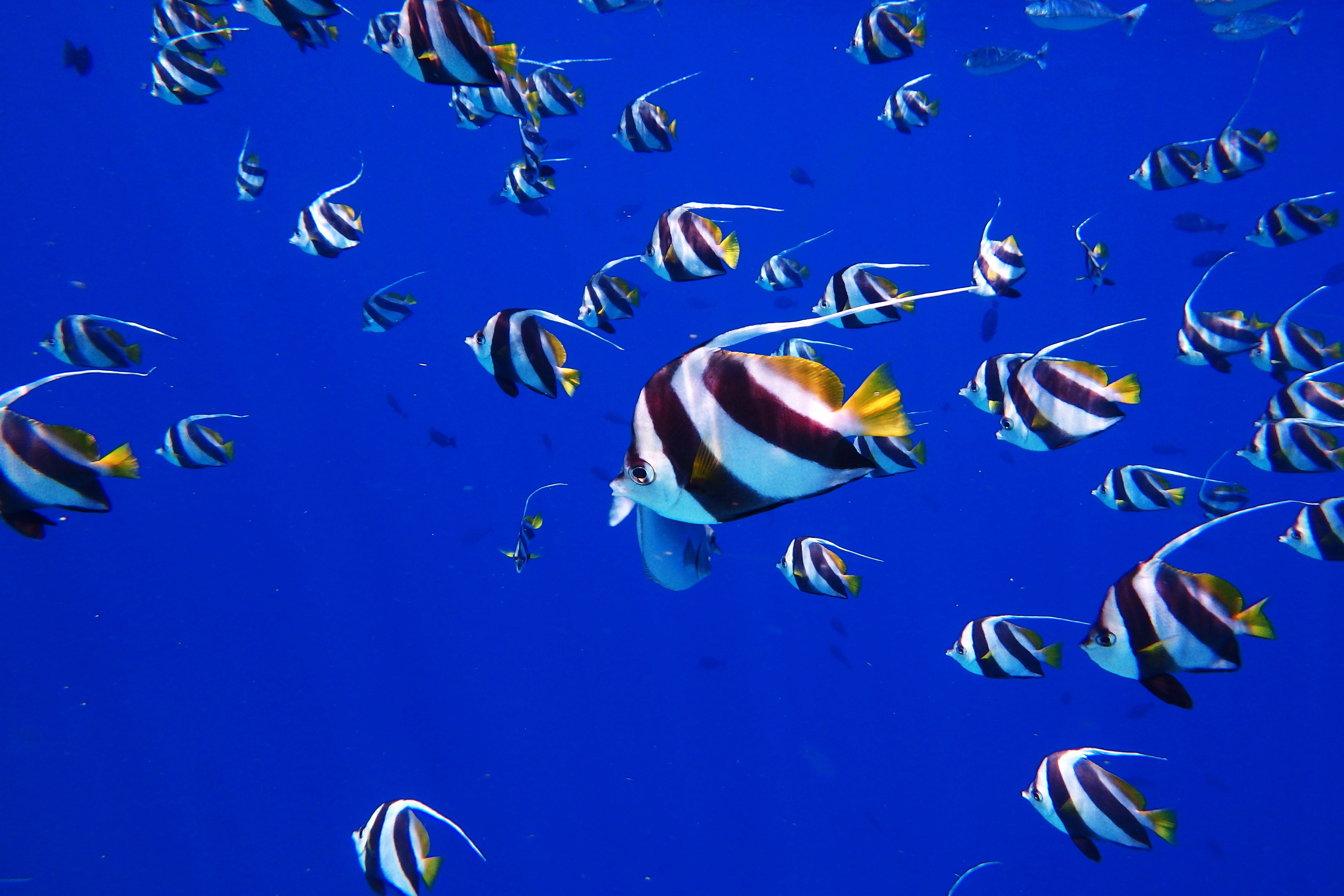 vertebrate, many, no people, animal, undersea, sea life, animal themes, tropical fish, dive, snorkel, nature, blue, large group of animals, school of fish, HD Wallpaper