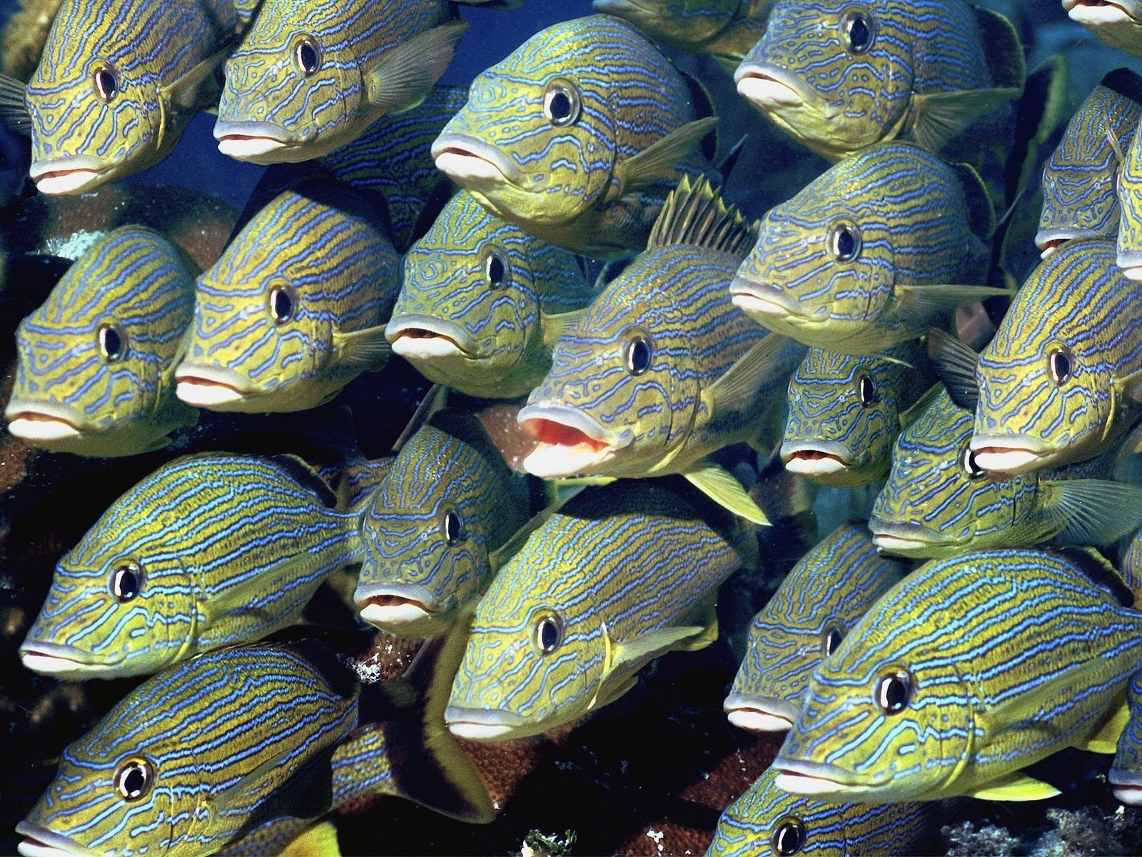 sea, faces, Bright, sealife, fishes, 720P, stripes, spots, ocean, Fins, tropical, animals, color, underwater, eyes, life, HD Wallpaper