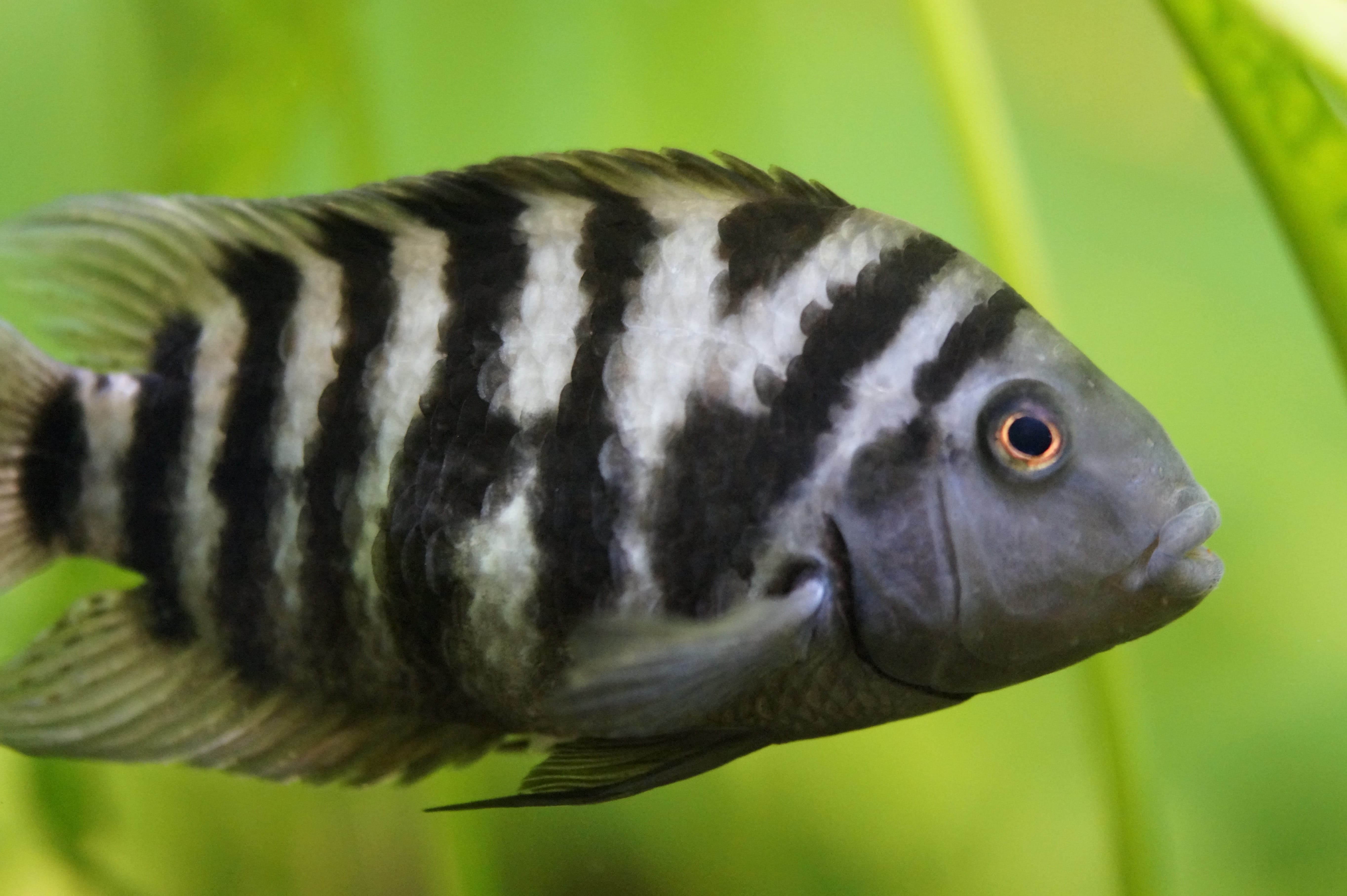 animal themes, animals in captivity, animal, vertebrate, zebra cichlid, underwater, day, stripes, 5K, animal body part, Cichlid, outdoors, no people, animal eye, HD Wallpaper