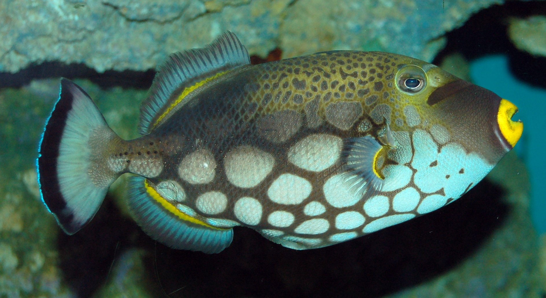 water, sea, animal themes, no people, reef, ocean, 720P, saltwater fish, tropical, nature, underwater, animals in the wild, sea life, swimming, 1tfish, HD Wallpaper