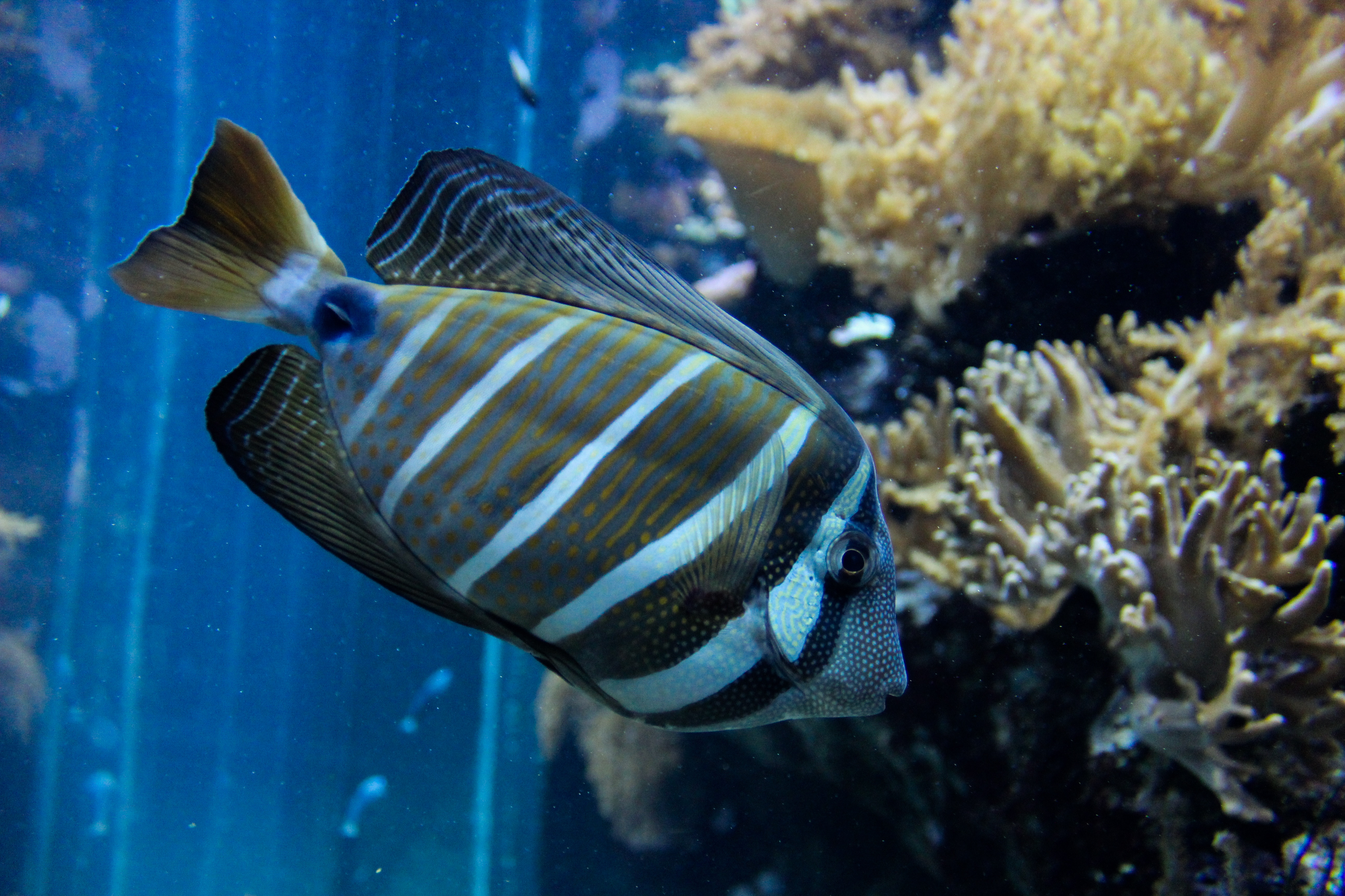 fish, animals in captivity, sea, reef, swimming, nature, undersea, striped, marine, aquarium, one animal, no people, blue, near, fishing, fisher, profile view, HD Wallpaper