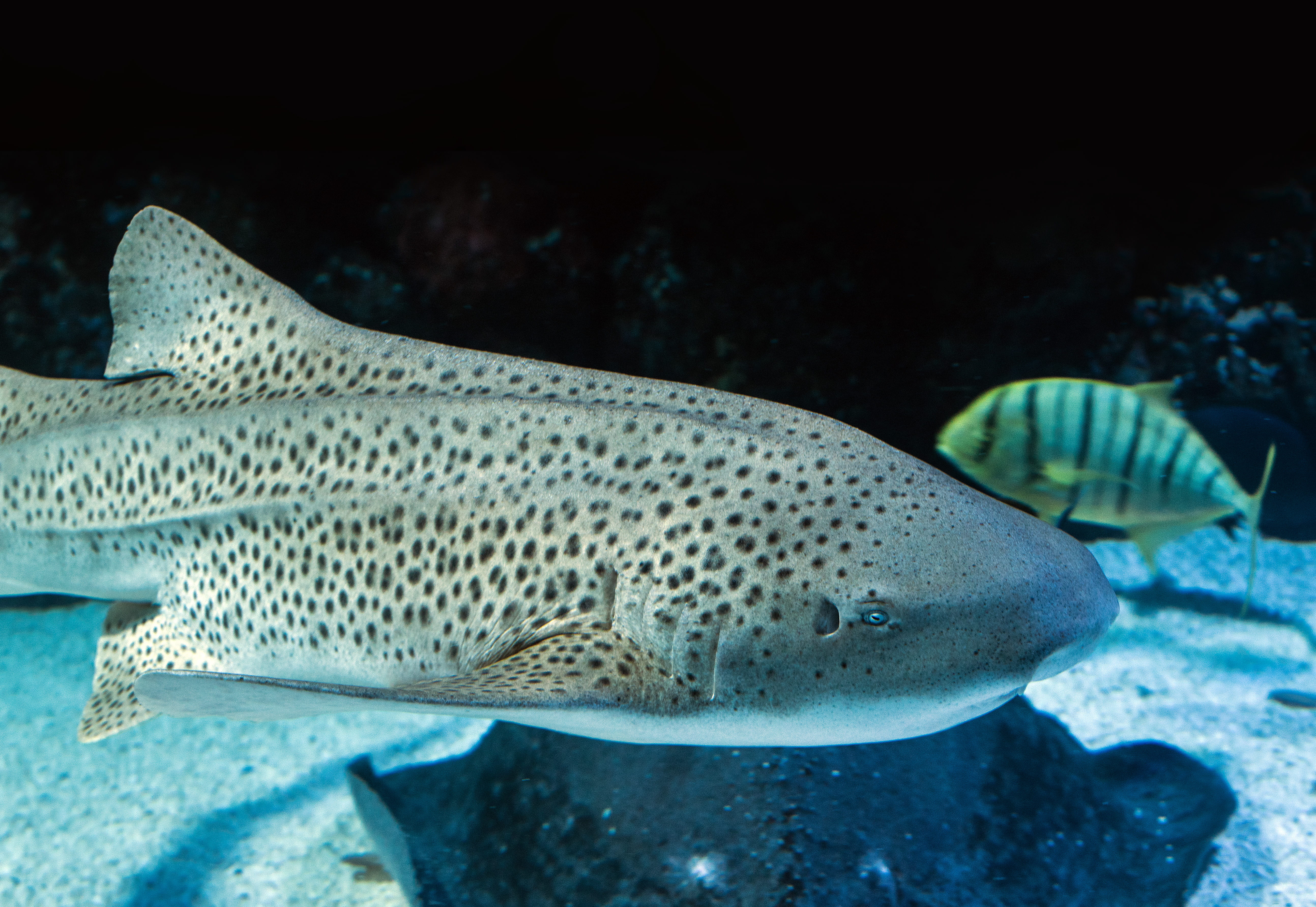 black, fish, no people, swimming, animals in the wild, animal wildlife, sea life, animal themes, yellow, animals in captivity, water, sea, shark, 5K, leopard shark, HD Wallpaper