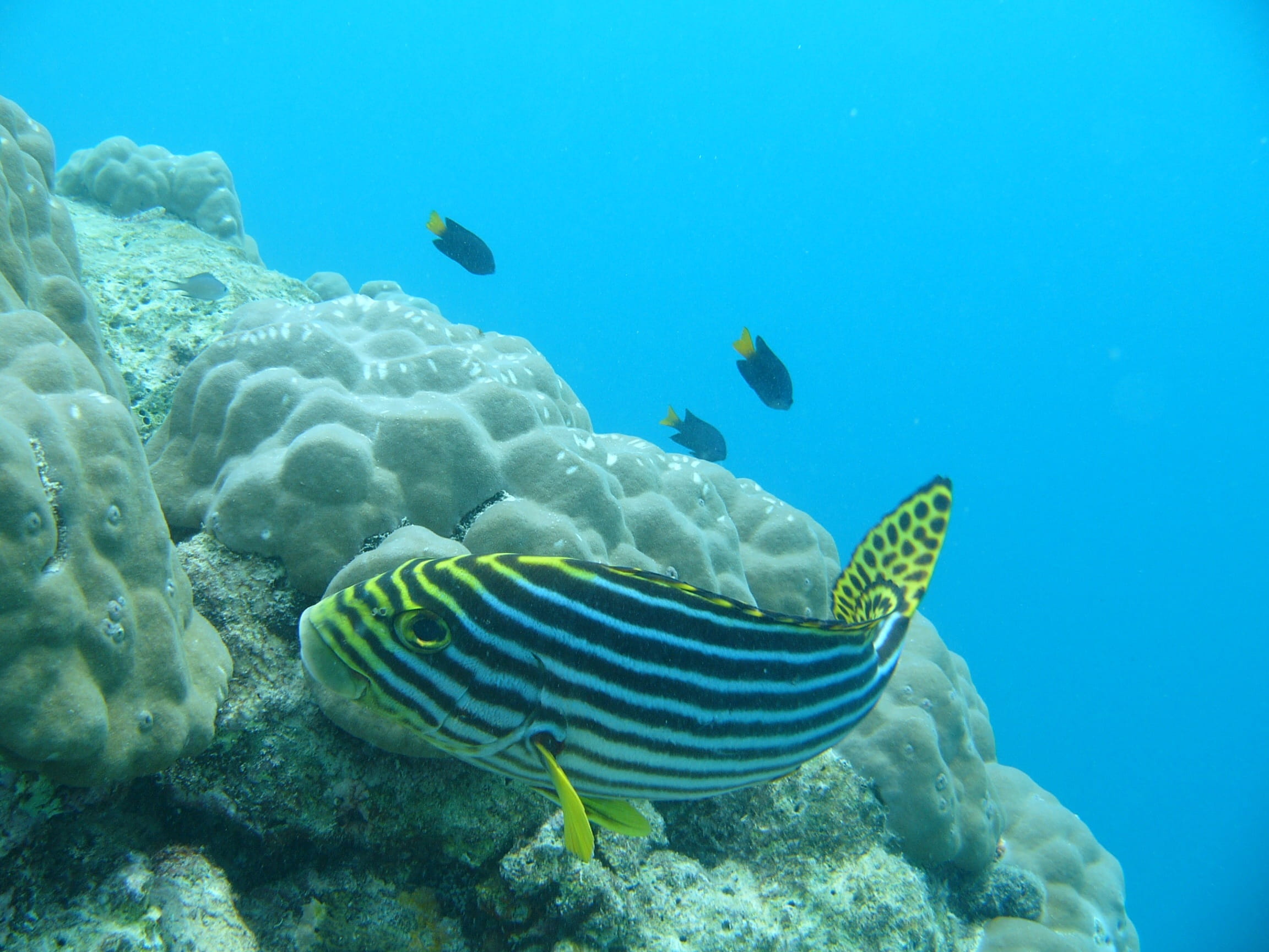 invertebrate, sea, no people, Water, undersea, stripe, swimming, animal, Fish, 1080P, reef, animal wildlife, animals in the wild, Maldives, Yellow, underwater, HD Wallpaper
