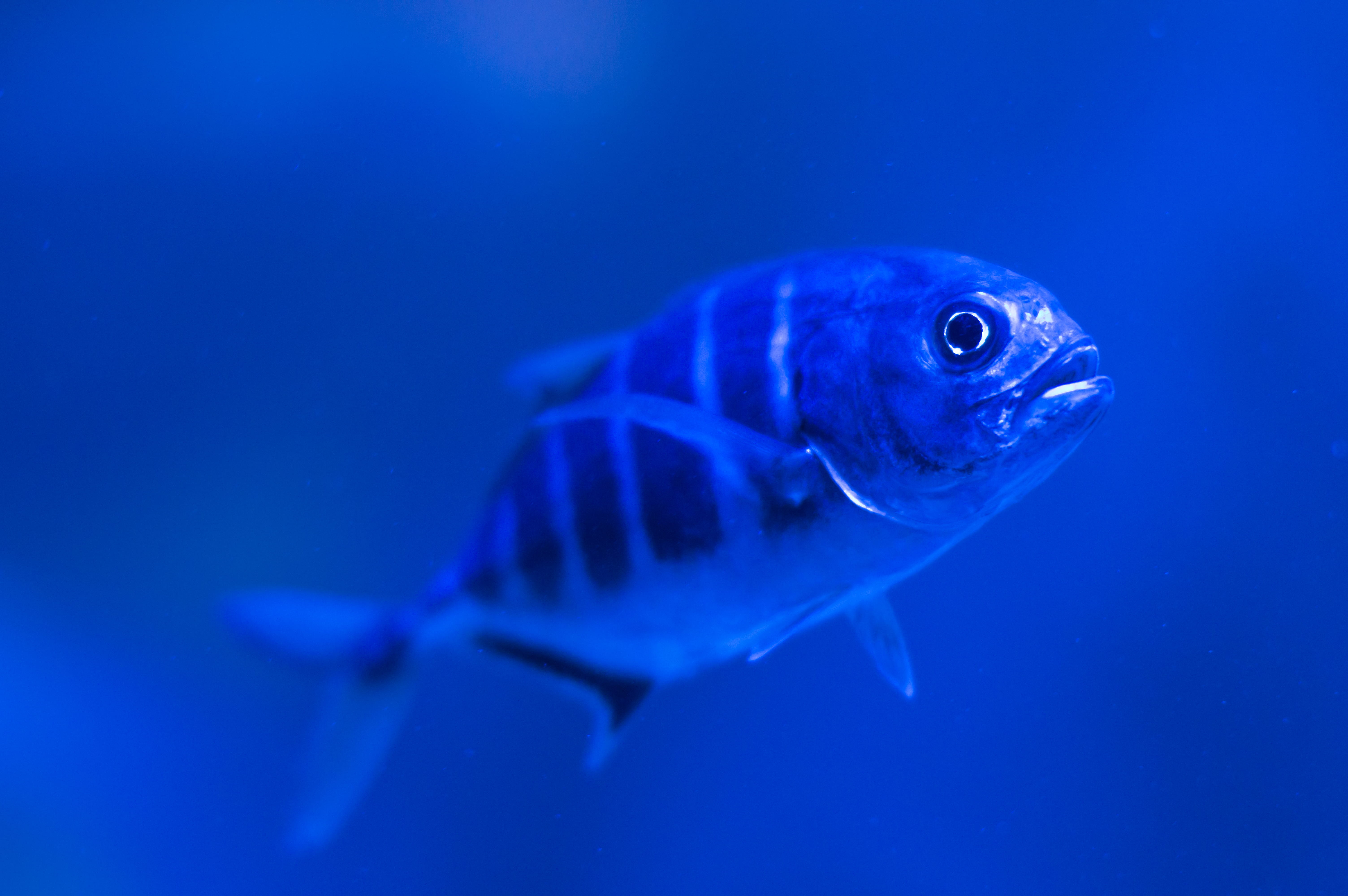 swimming, eye, saltwater fish, blue, stripe, animals in captivity, undersea, white, 5K, water, creature, animals in the wild, sea, deepsea, bottom, fin, HD Wallpaper