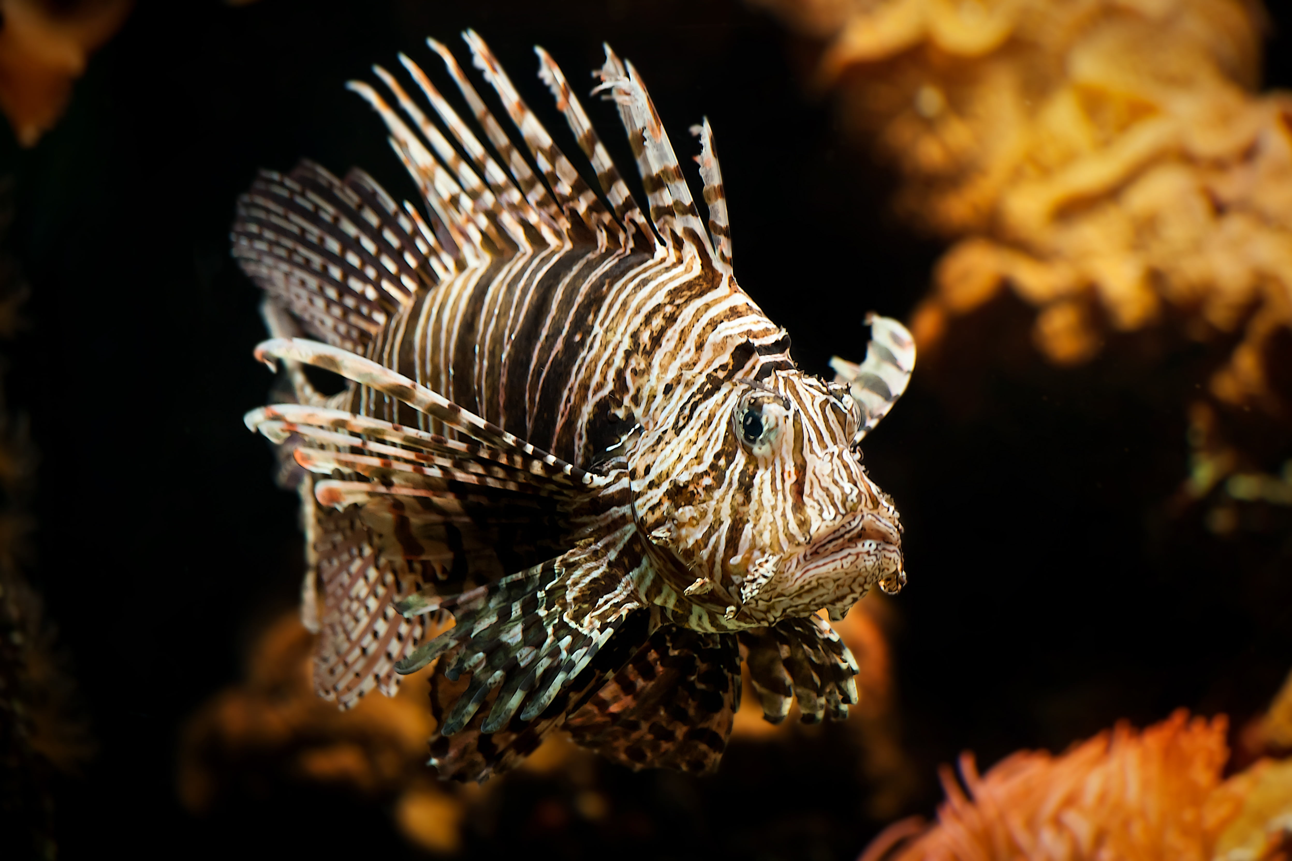 undersea, animal themes, scorpionfish, wildlife, aquarium, animals in the wild, reef, profile view, animal wildlife, black, animal, ocean, 4K, exceptional, HD Wallpaper