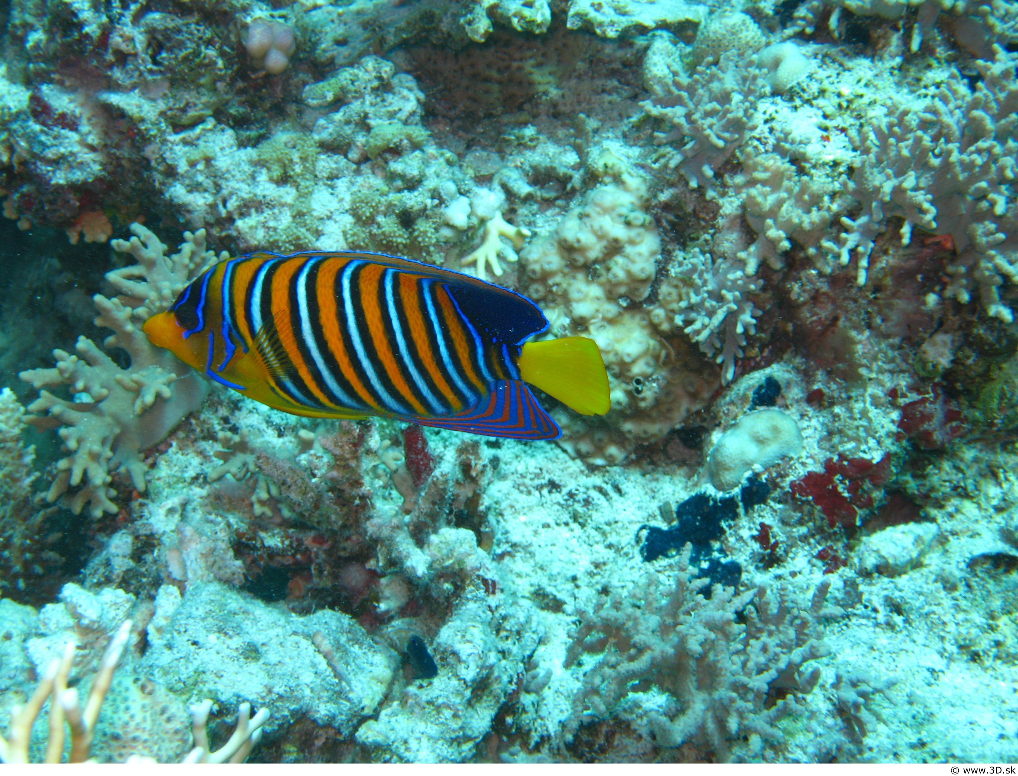 colorful, ecosystem, water, striped, vertebrate, one animal, ocean, sea, underwater, marine, animals in the wild, sea life, animal themes, undersea, plants, HD Wallpaper