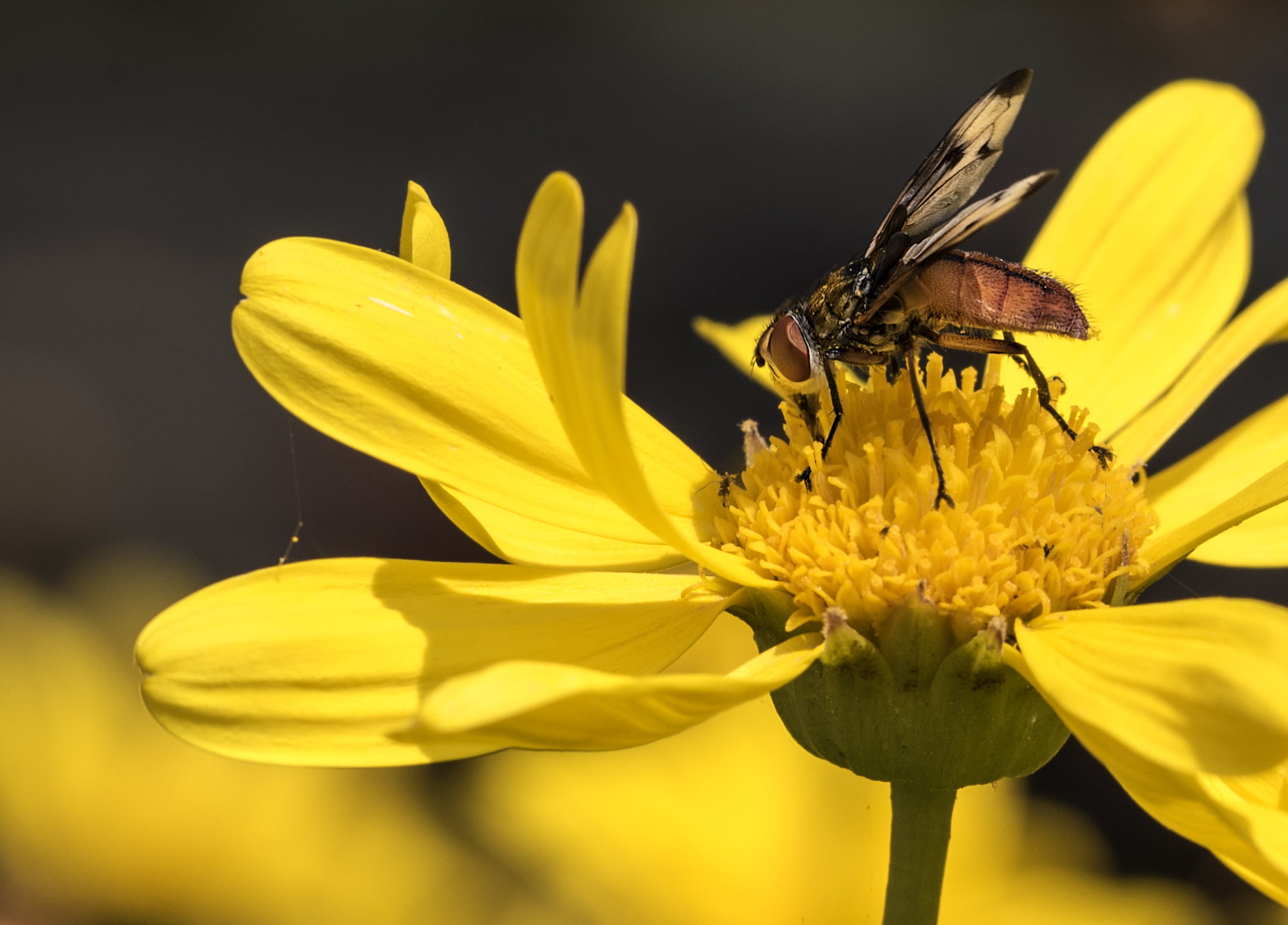 Mosca, macro, Horsefly, rubia, fotografía, fauna, nature, summer, photo, close-up, fly, yellow, close, insect, flick, photography, spring, flickr, primavera, HD Wallpaper