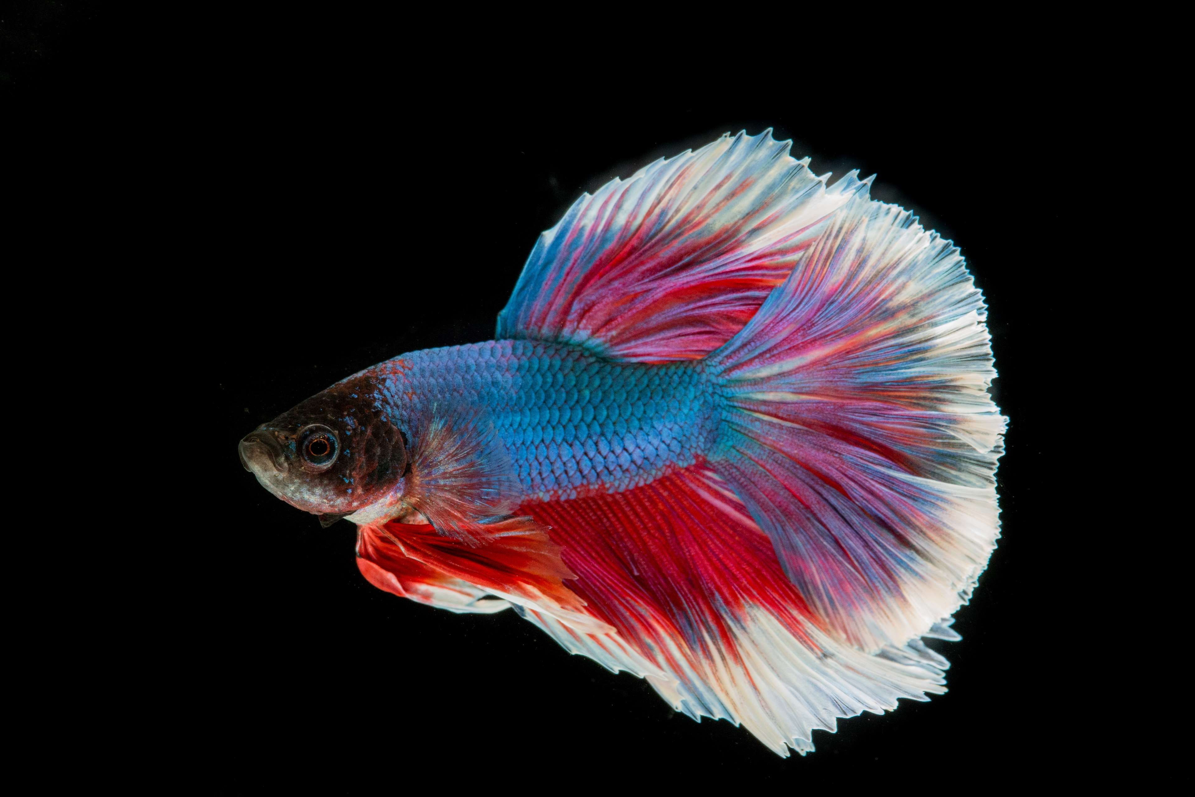 no people, nature, battle, tail, animals in the wild, fish, marine, 4K, tail fin, one animal, sea, indoors, underwater, vertebrate, animal wildlife, fighting fish, HD Wallpaper