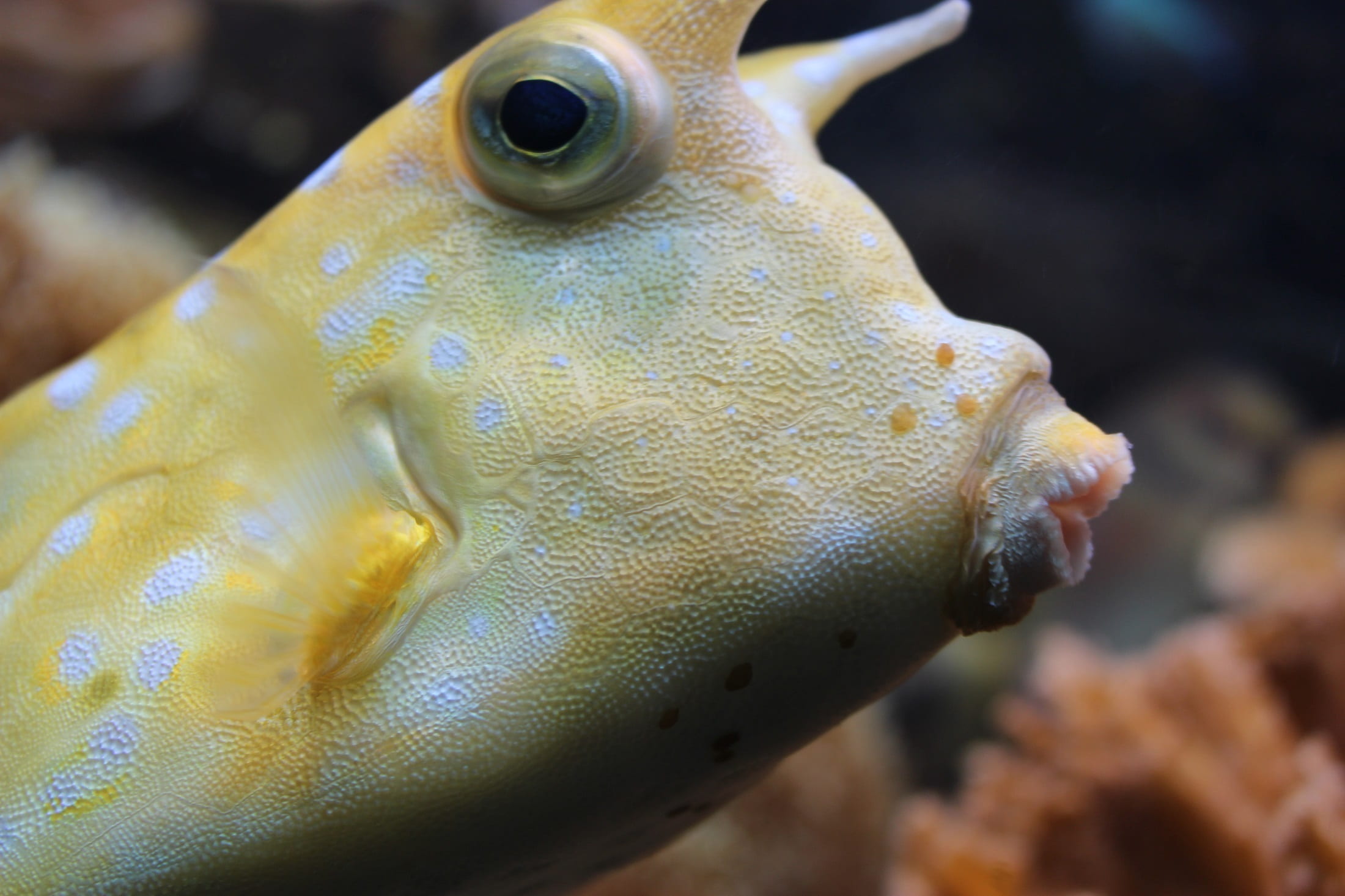 colorful, white, underwater, animal, one animal, tropical, longhorn, eye, nature, animal body part, animal mouth, undersea, sea, focus, scuba, animals in the wild, HD Wallpaper