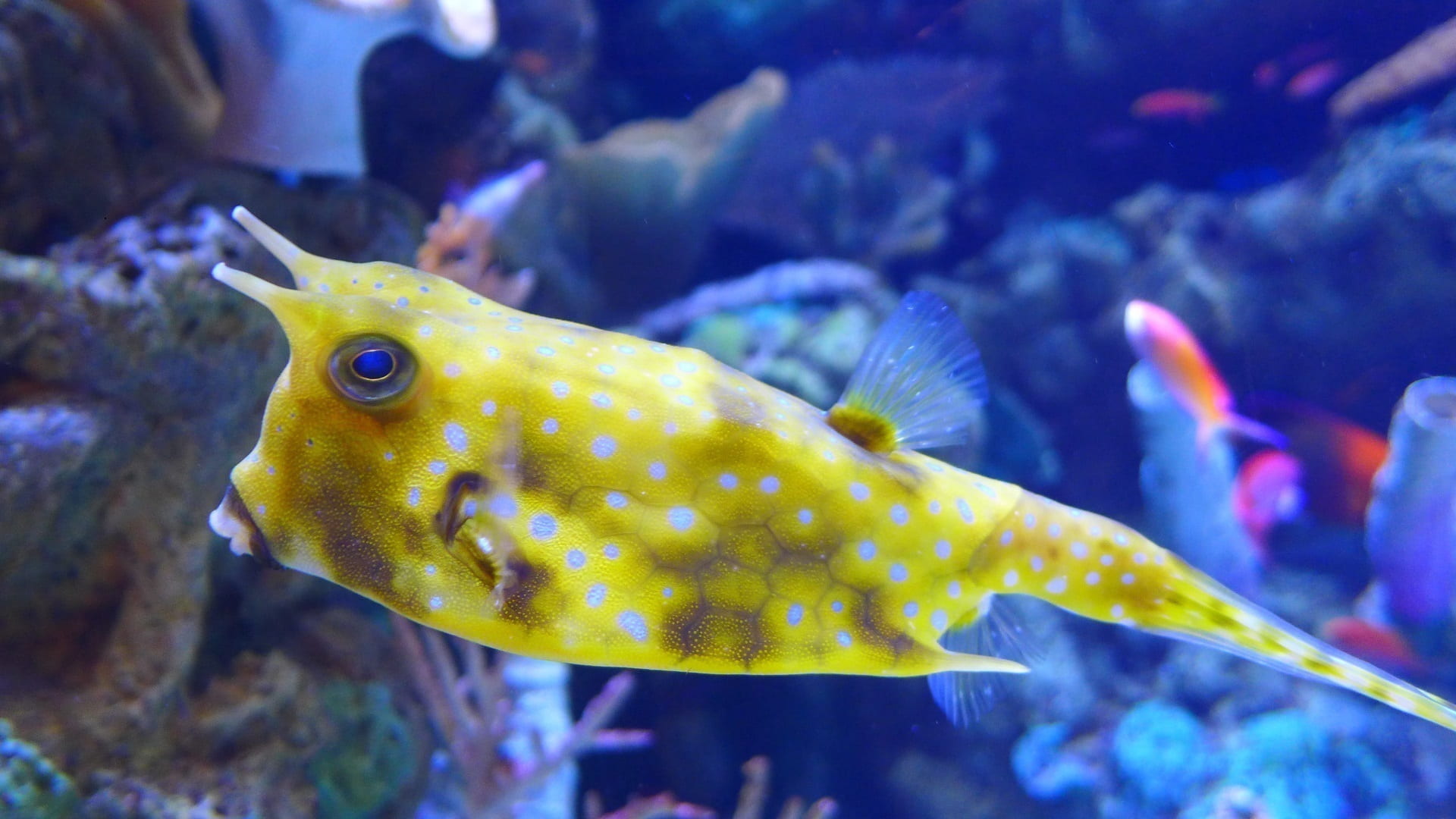 animal, vertebrate, sea life, marine, aquarium, underwater, yellow, animals in the wild, pet, saltwater, undersea, animal wildlife, photo, animals in captivity, HD Wallpaper