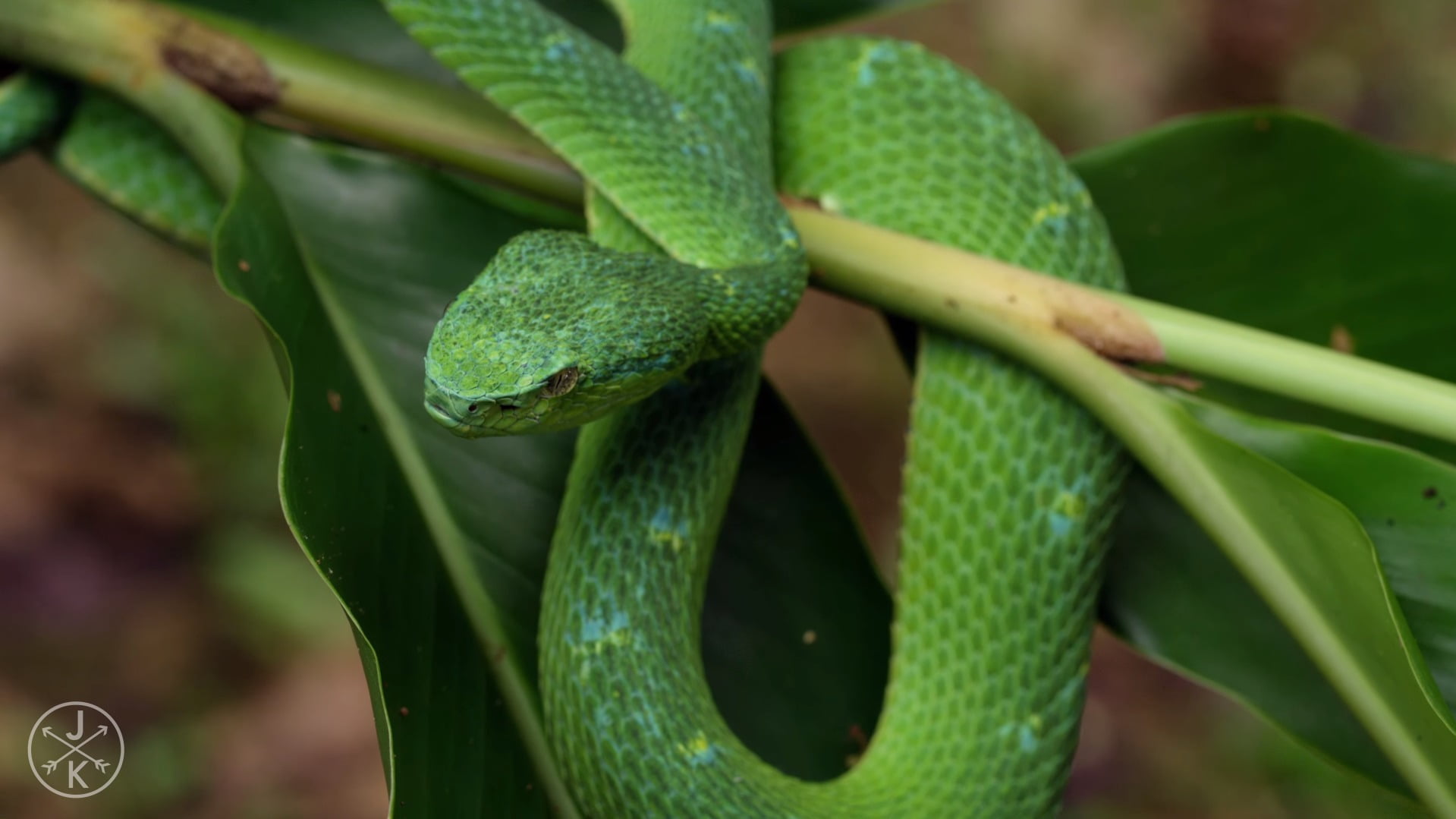 one animal, snake, plant, animal, close-up, reptiles, plant part, growth, day, focus on foreground, nature, green color, animal themes, green, animals in the wild, HD Wallpaper