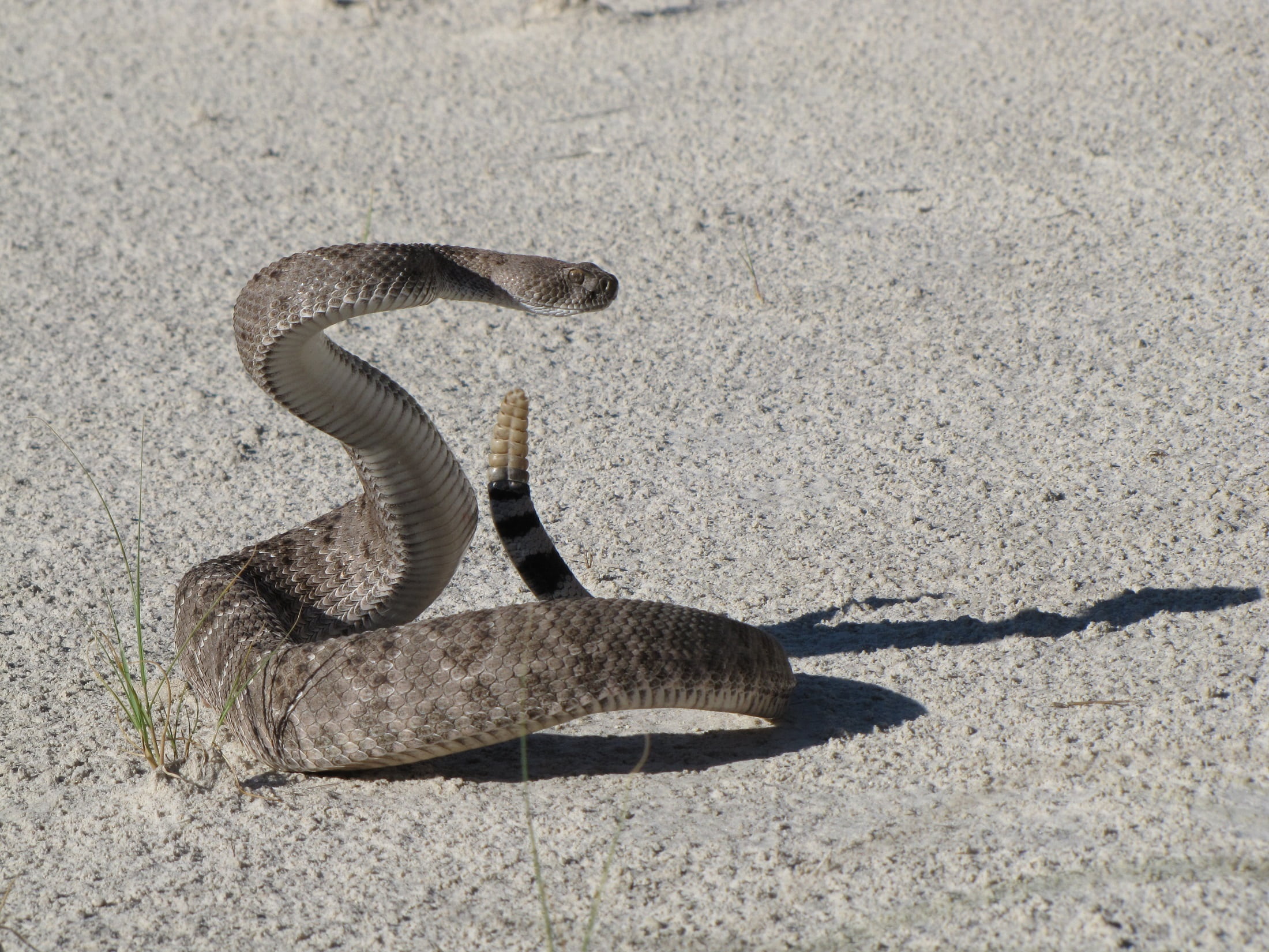 usa, day, new mexico, no people, viper, animal themes, white sands national monument, 1080P, vertebrate, rattle, wildlife, high angle view, one animal, HD Wallpaper