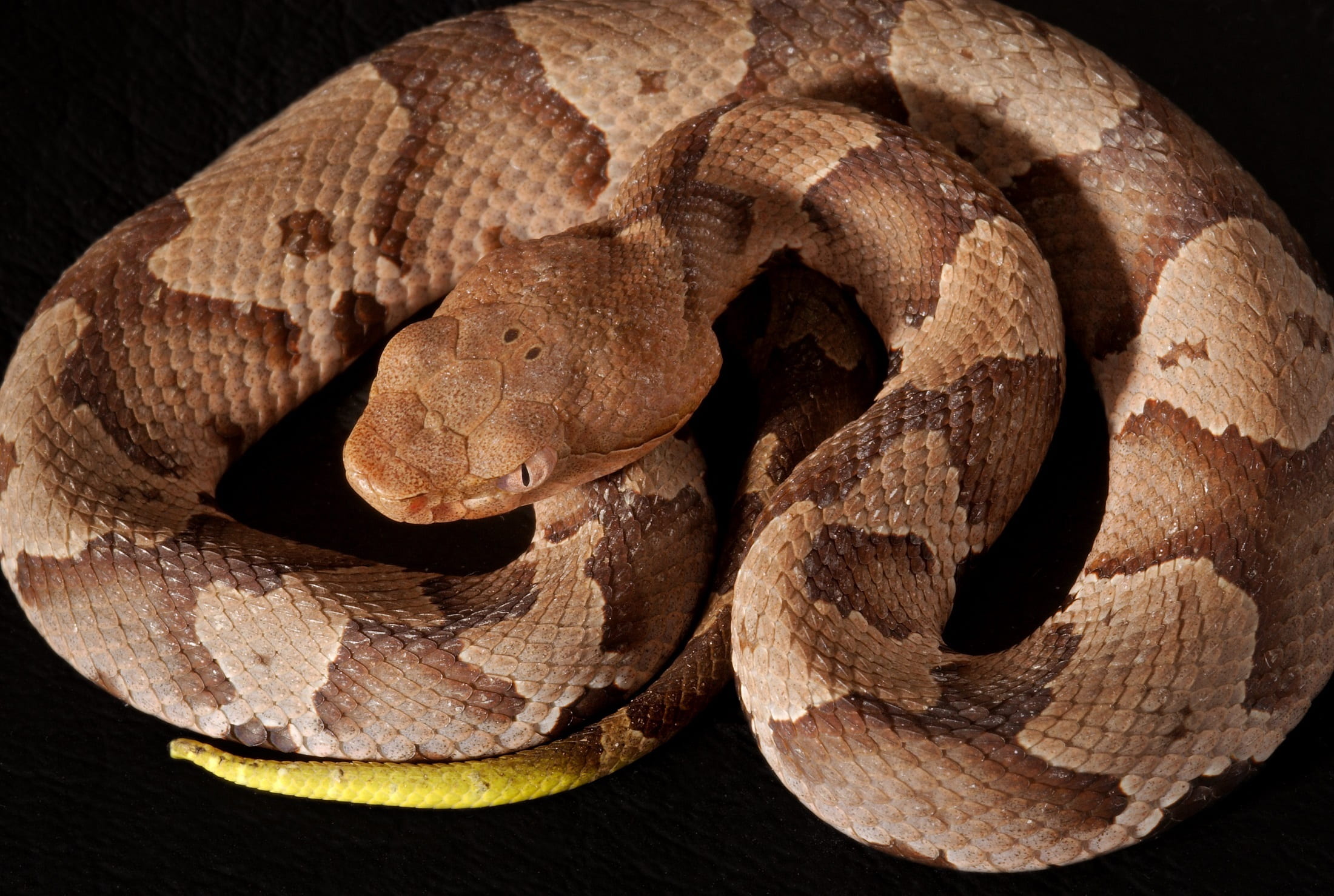 wildlife, animal themes, deadly, venomous, indoors, southern copperhead, studio shot, nature, food, animal wildlife, poisonous, animal, young, scales, curled up, HD Wallpaper