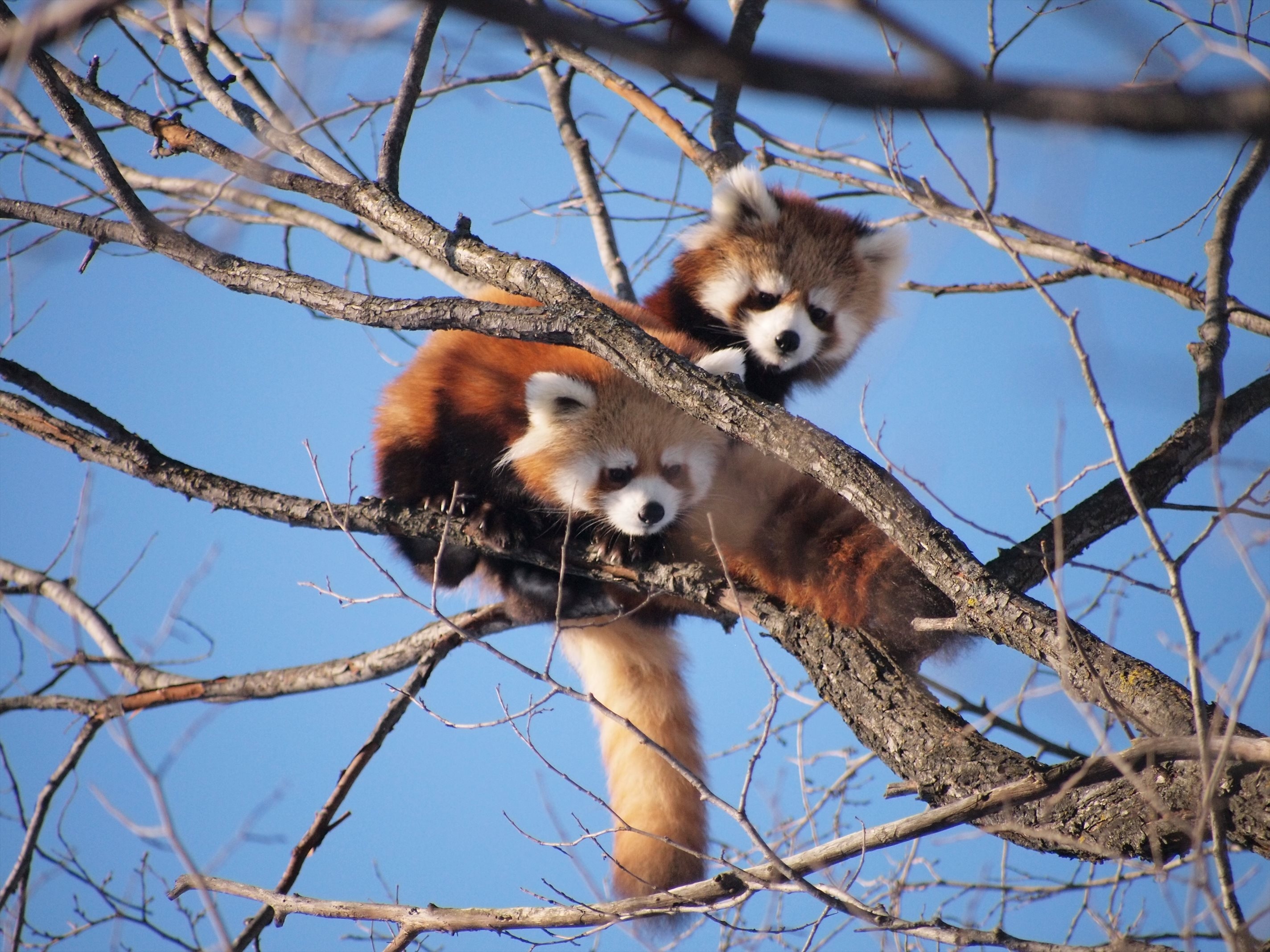 sky, cute animals, two, bare tree, forest, bear, animal, 2K, animal wildlife, day, tree, outdoors, low angle view, animals in the wild, tree climbing, HD Wallpaper