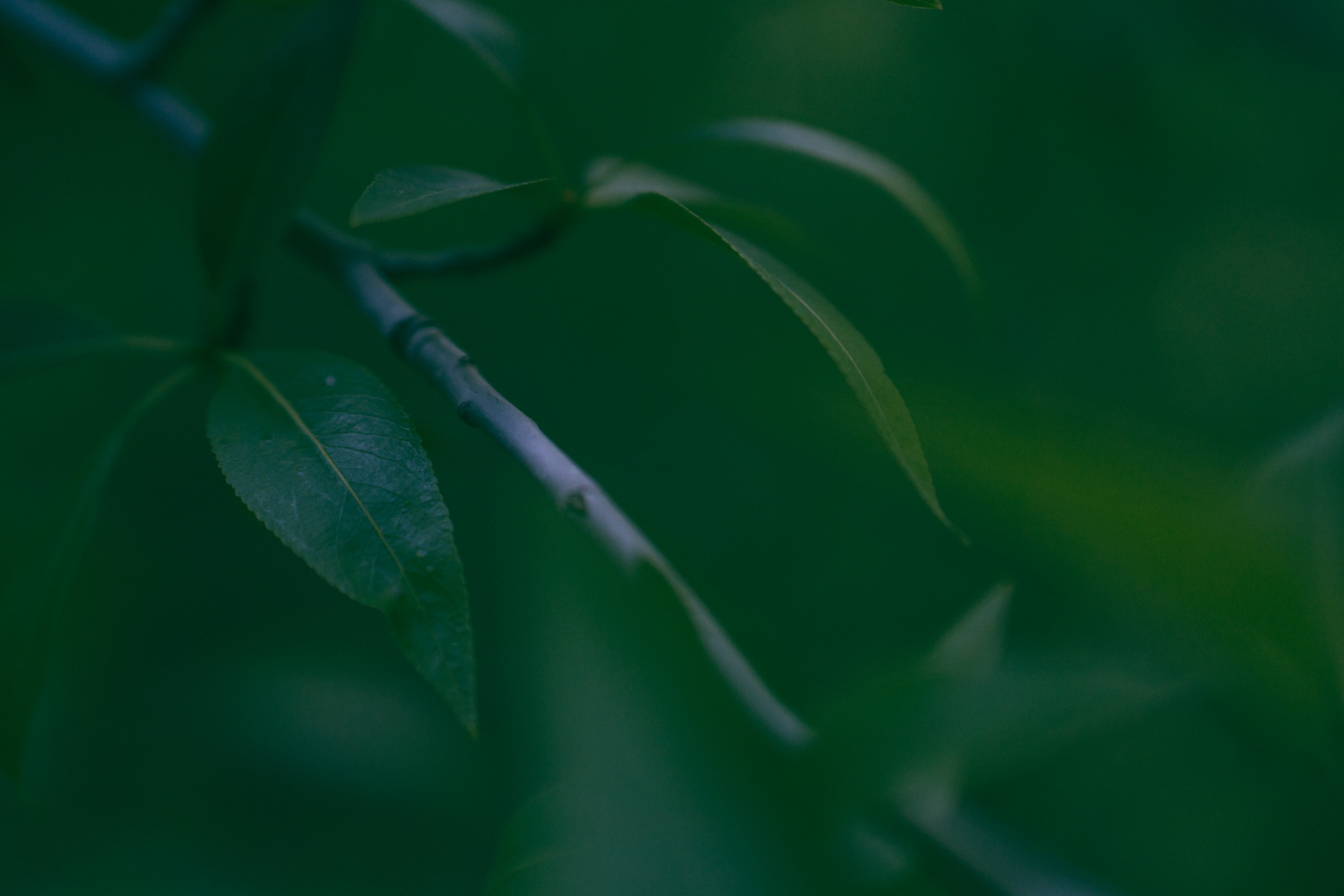 leaves, day, close-up, 5K, growth, beauty in nature, vulnerability, selective focus, outdoors, fragility, shallow, tree, green, leaf, focus, focus on foreground, HD Wallpaper