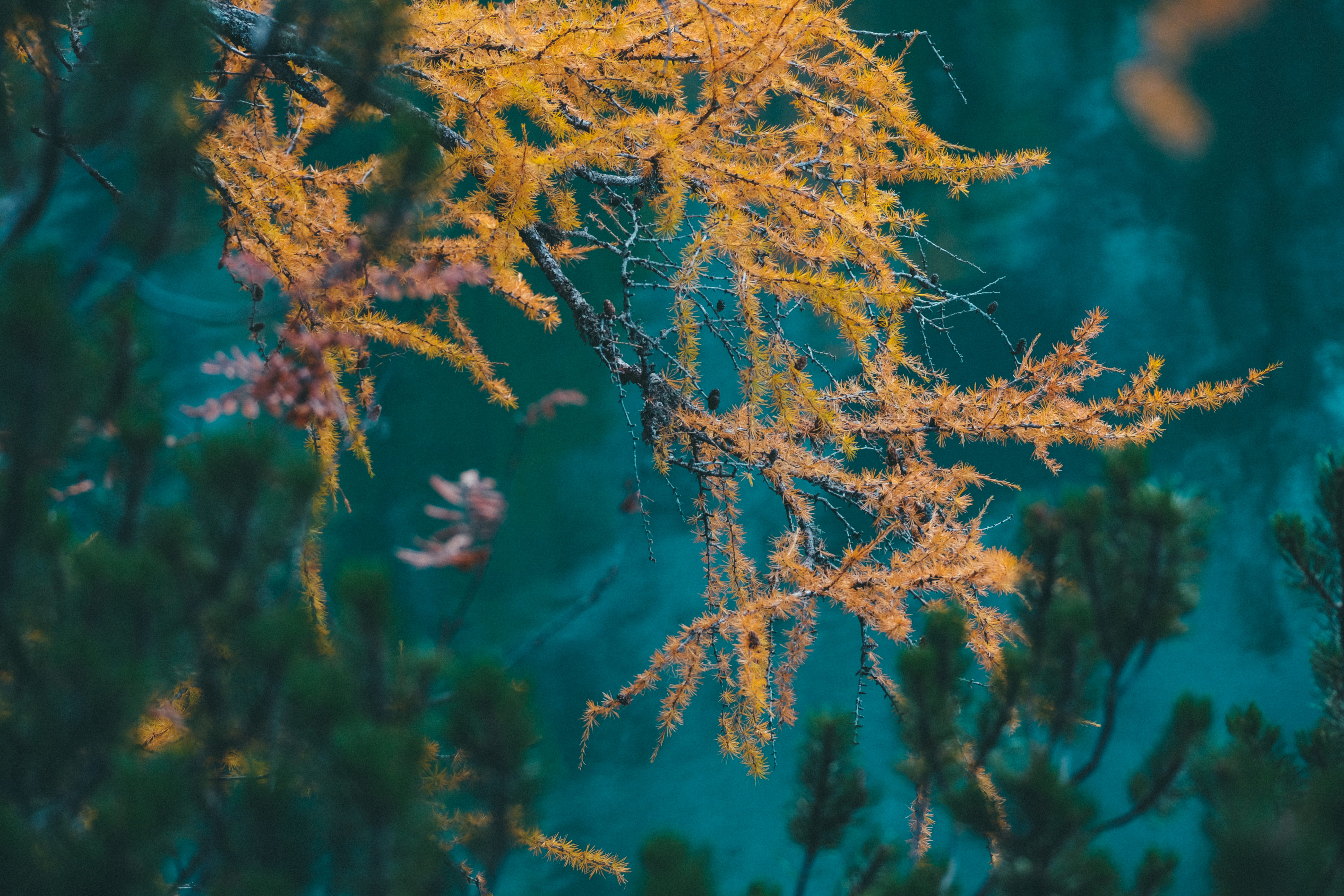 selective focus, autumn, beauty in nature, plant part, flora, fragility, photography, coniferous tree, coral reef, sea life, branch, tranquility, growth, HD Wallpaper
