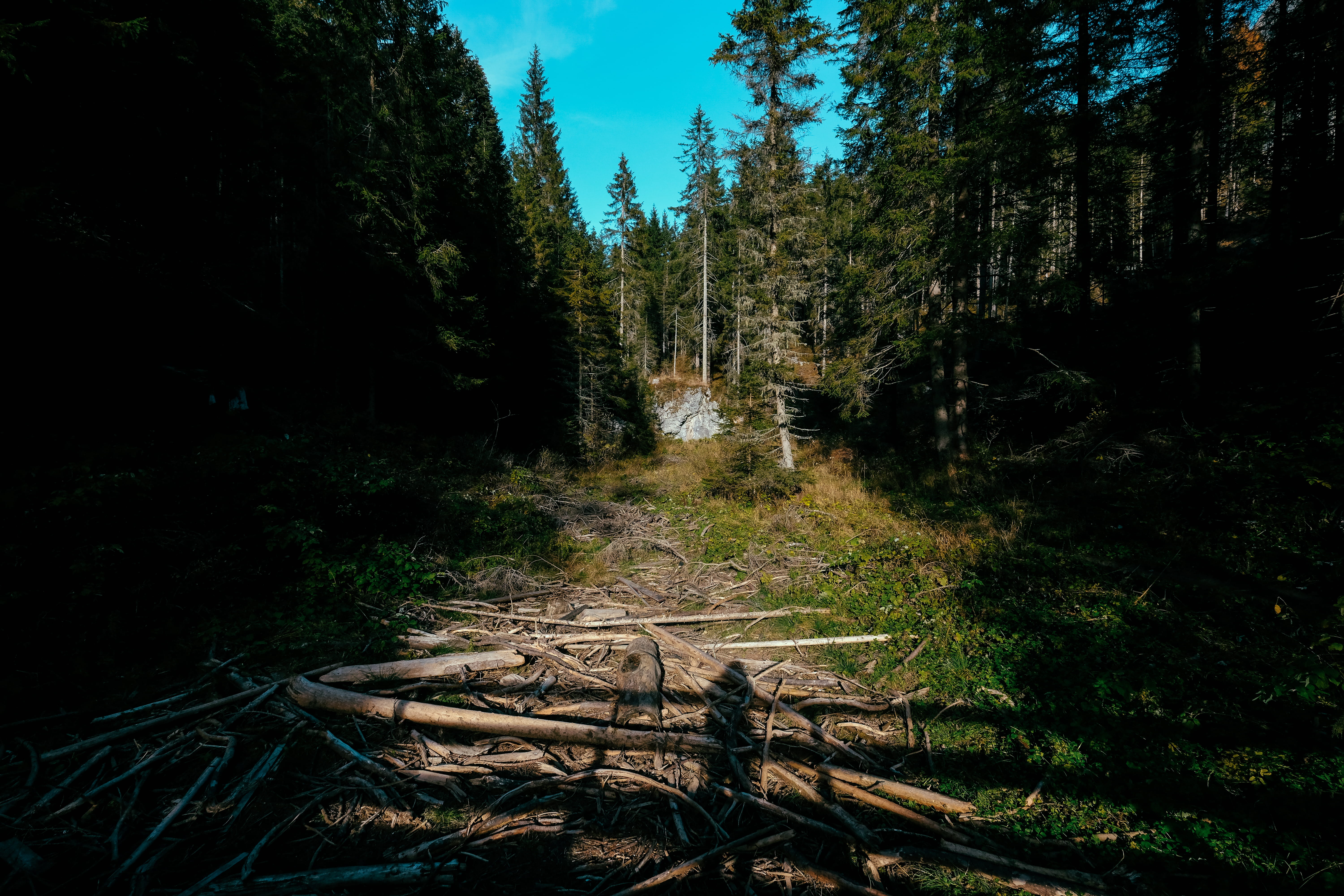 environment, forest, scenics - nature, day, lago di braies, sky, tranquil scene, land, beauty in nature, direction, wood - material, remote, non-urban scene, HD Wallpaper