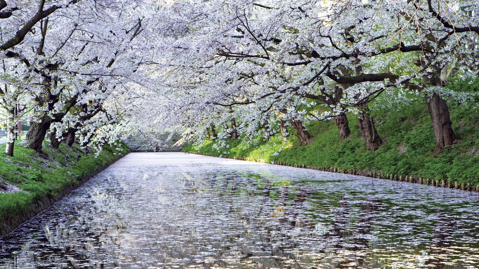 hd image of nature for pc 1920x1080, 1080P, HD Wallpaper