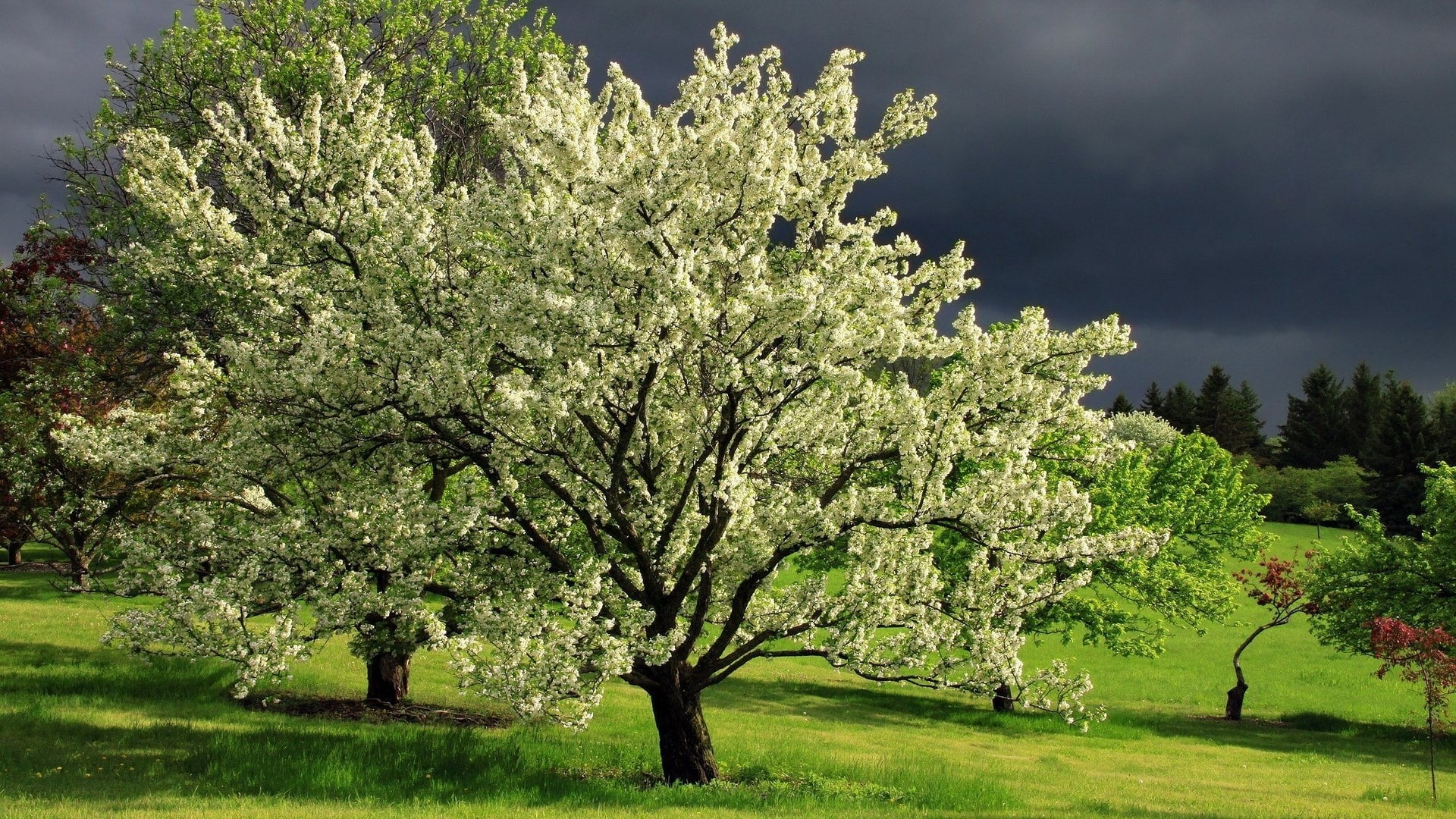 springtime, hd image of nature for pc 1920x1080, 1080P, tranquility, nature, no people, outdoors, beauty in nature, landscape, blossom, land, grass, tree, HD Wallpaper