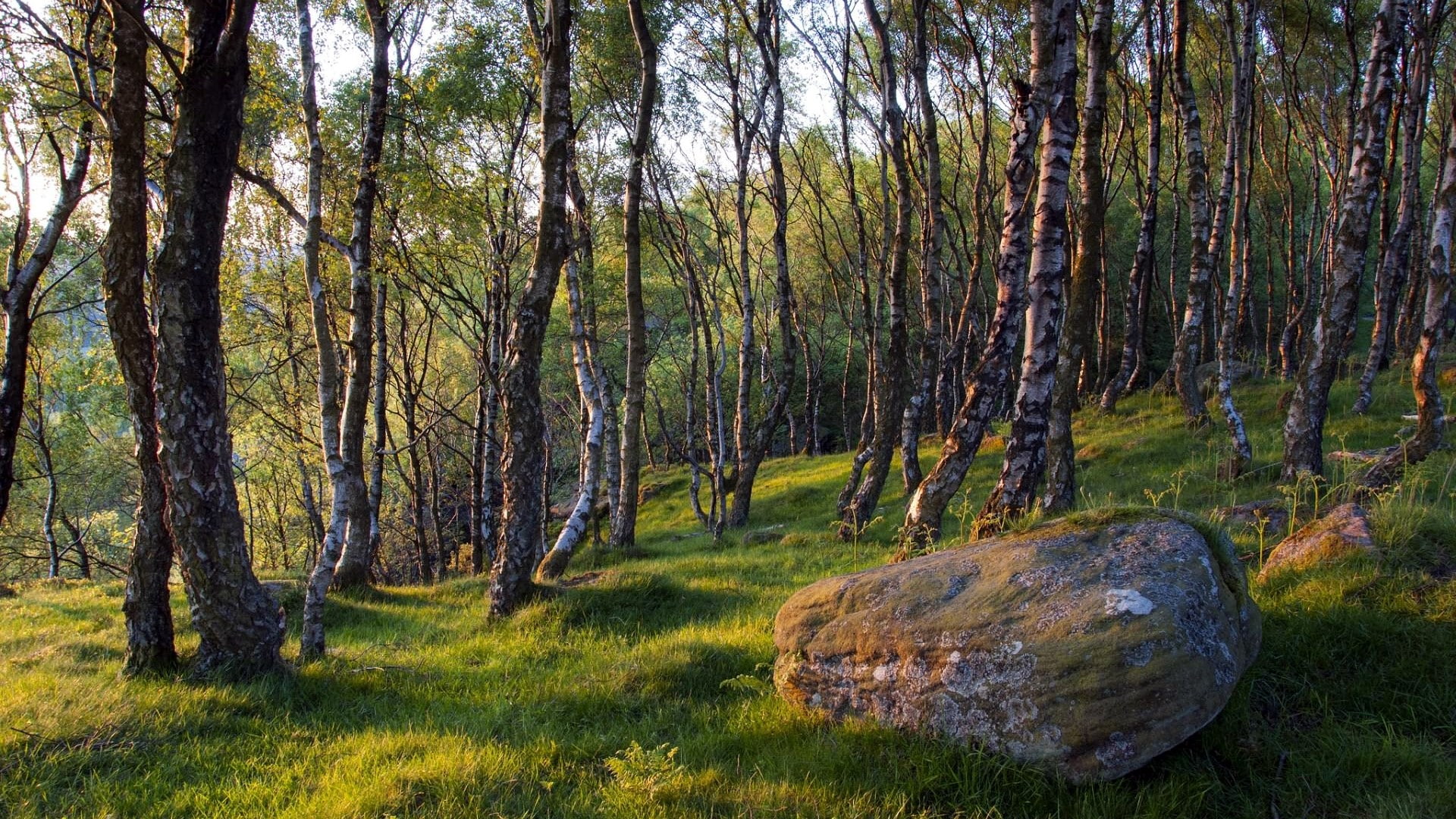 1080P, hd image of nature for pc 1920x1080, HD Wallpaper
