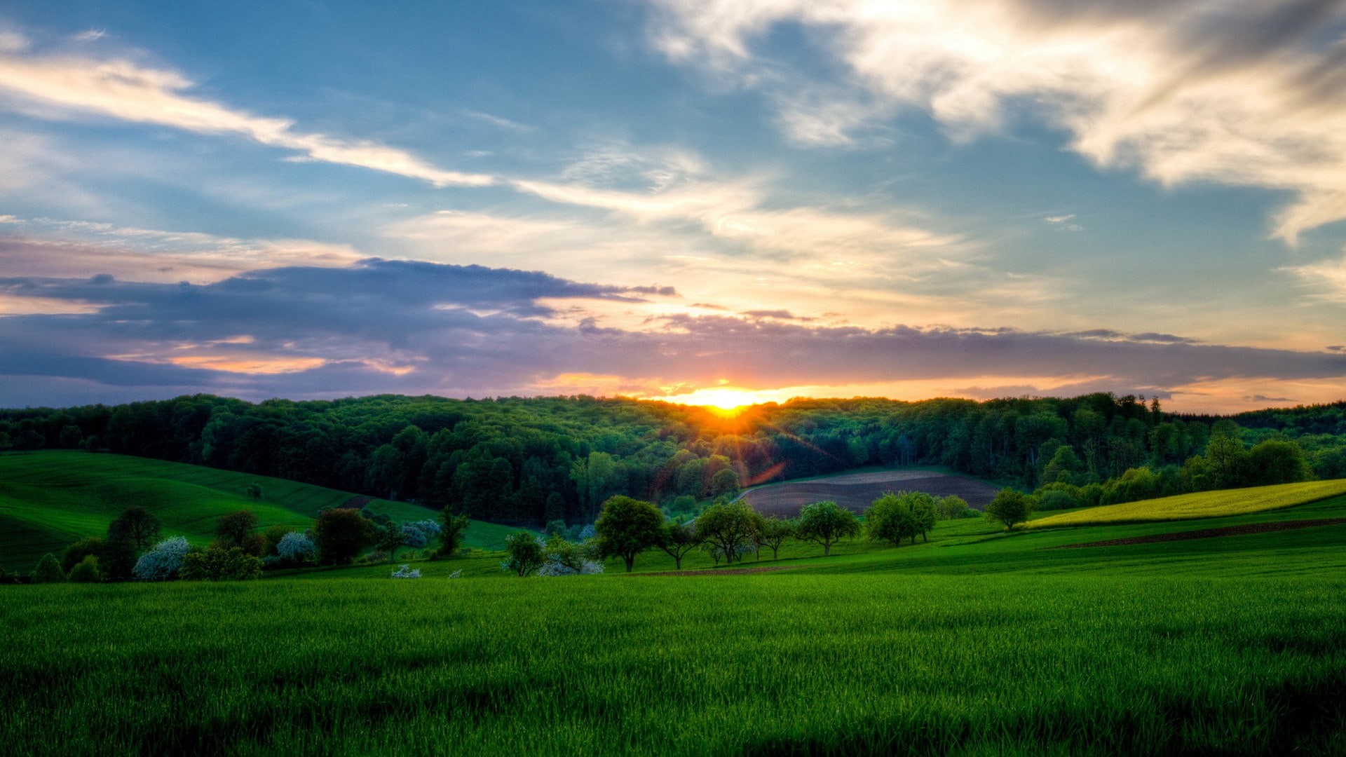 nature, landscape, green color, no people, environment, 1080P, plant, sunset, tranquility, tranquil scene, non-urban scene, rolling landscape, sun, outdoors, HD Wallpaper