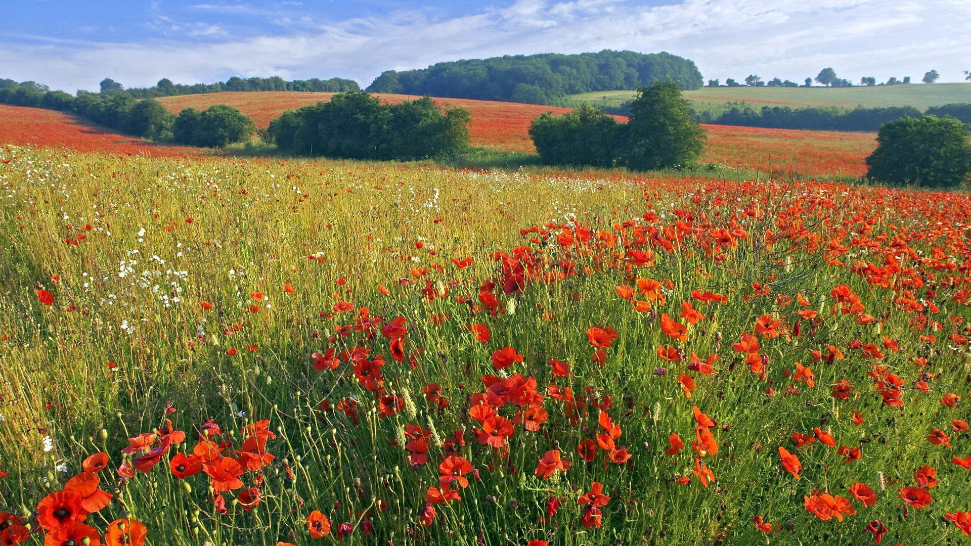 flower, nature, plant, outdoors, 1080P, sky, no people, springtime, red, beauty in nature, rural scene, tranquil scene, landscape, scenics - nature, tranquility, HD Wallpaper