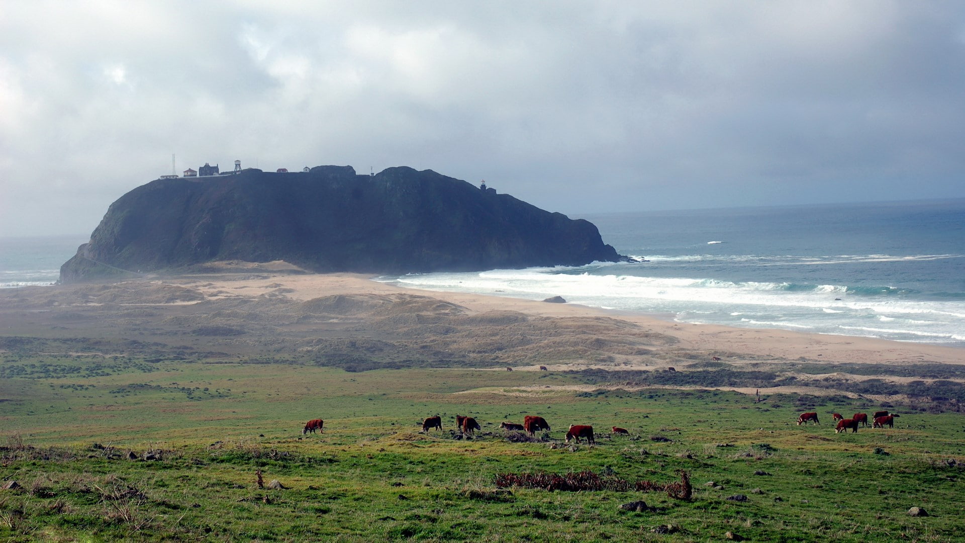 agriculture, animal themes, beauty in nature, domestic, landscape, beach, animal, livestock, nature, scenics - nature, outdoors, 1080P, sea, no people, HD Wallpaper