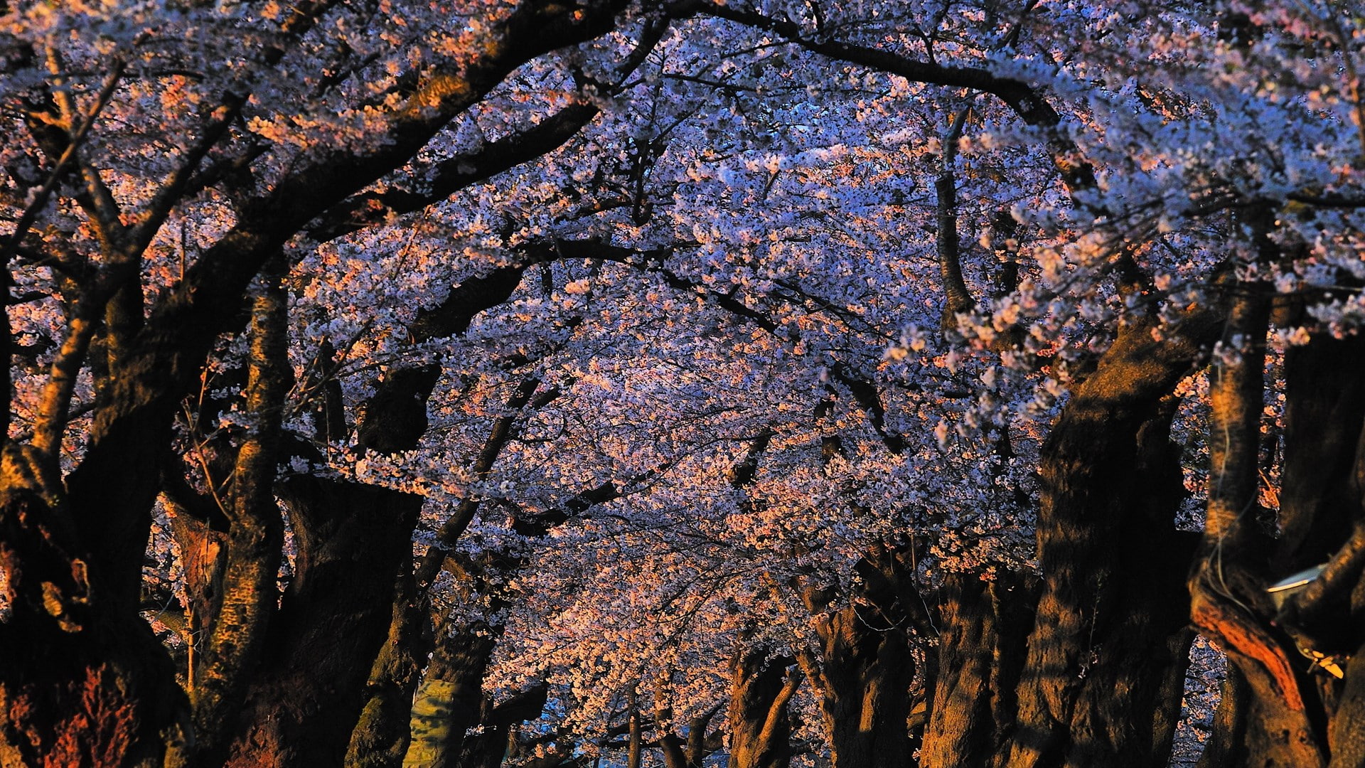 hd image of nature for pc 1920x1080, 1080P, HD Wallpaper