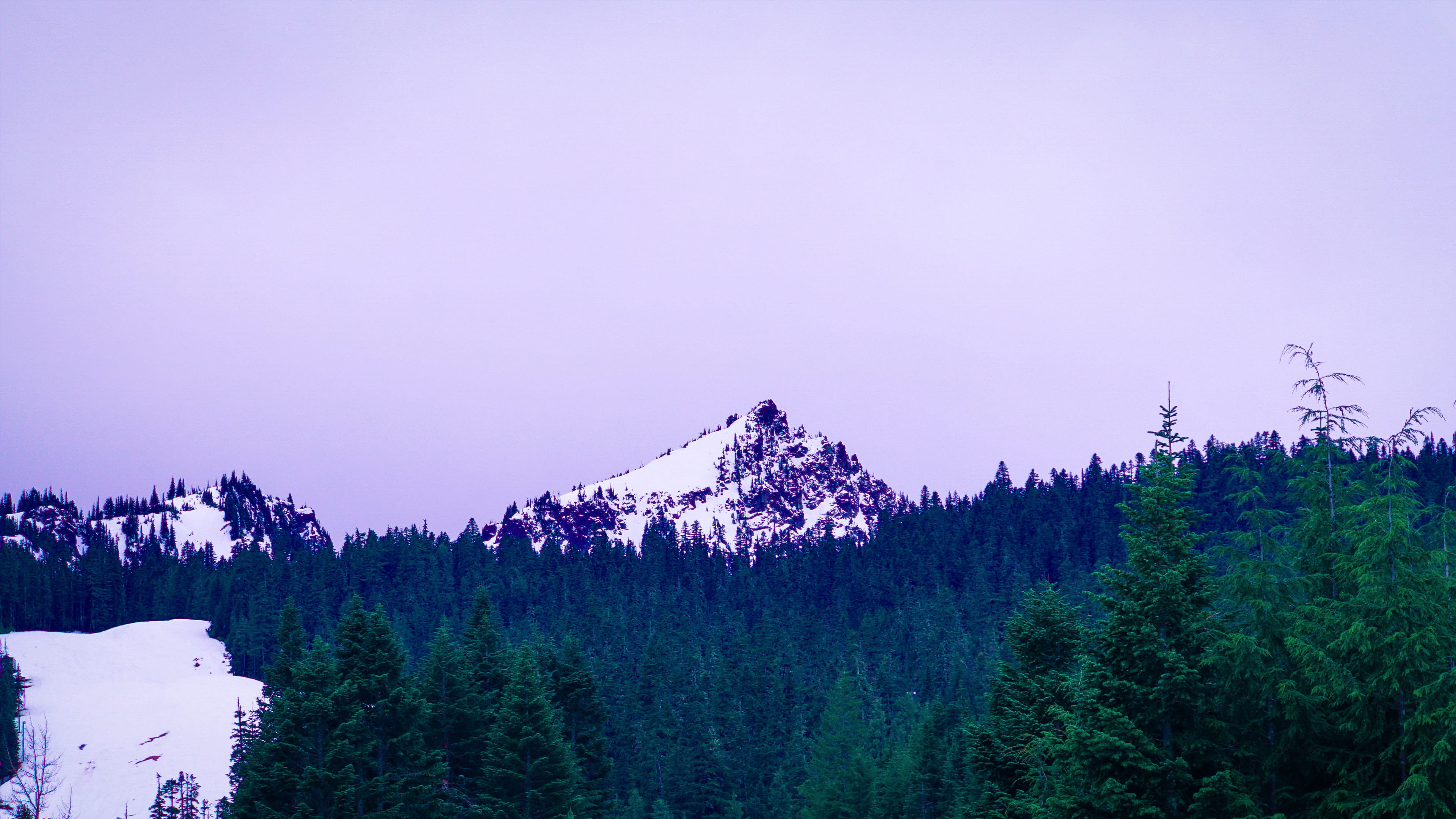growth, snow, beauty in nature, sky, winter, mountain, nature, purple, pine tree, non-urban scene, tree, woodland, seattale, seattle, coniferous tree, forest, HD Wallpaper