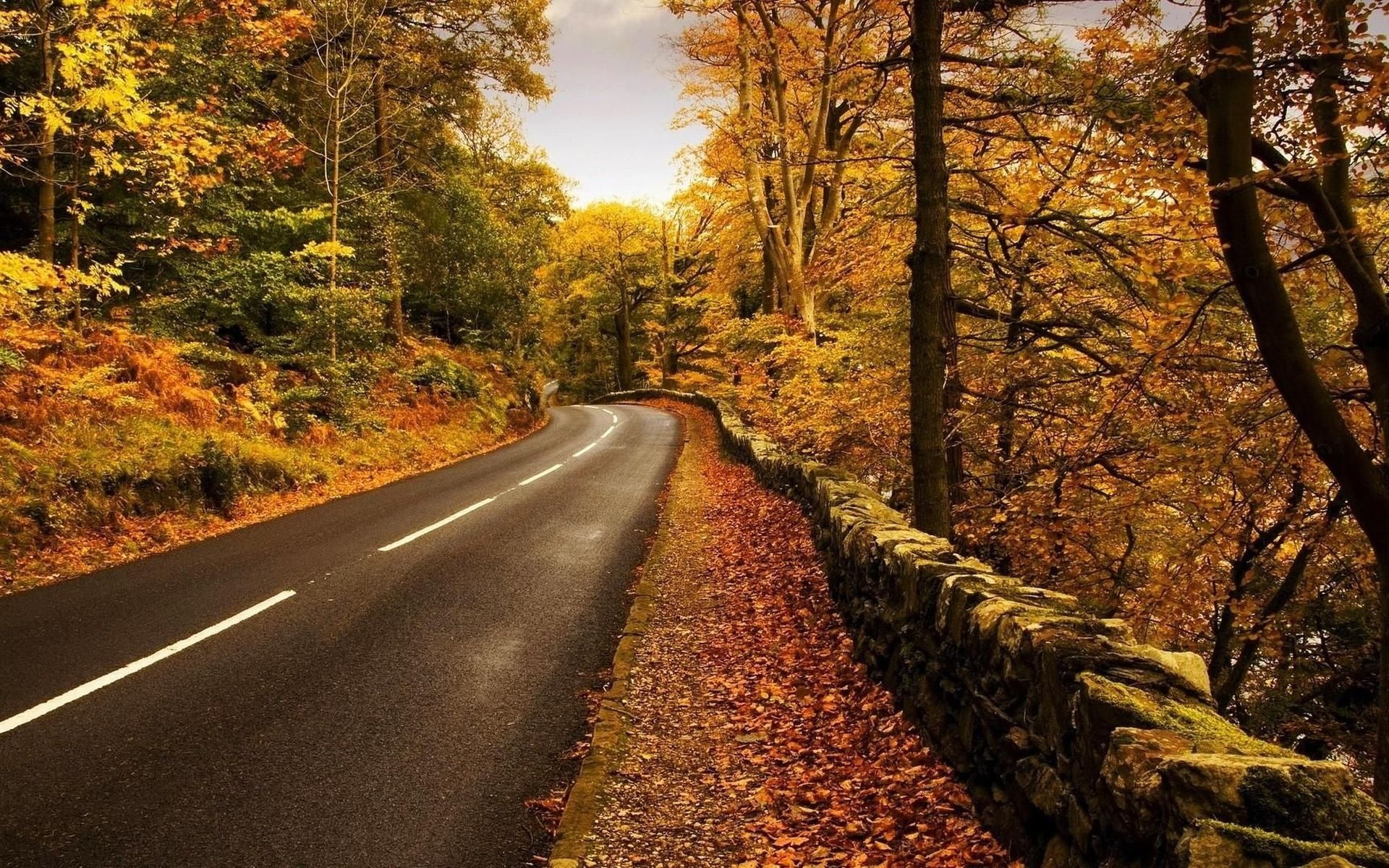 hojas, arboles, carretera, 1080P, HD Wallpaper
