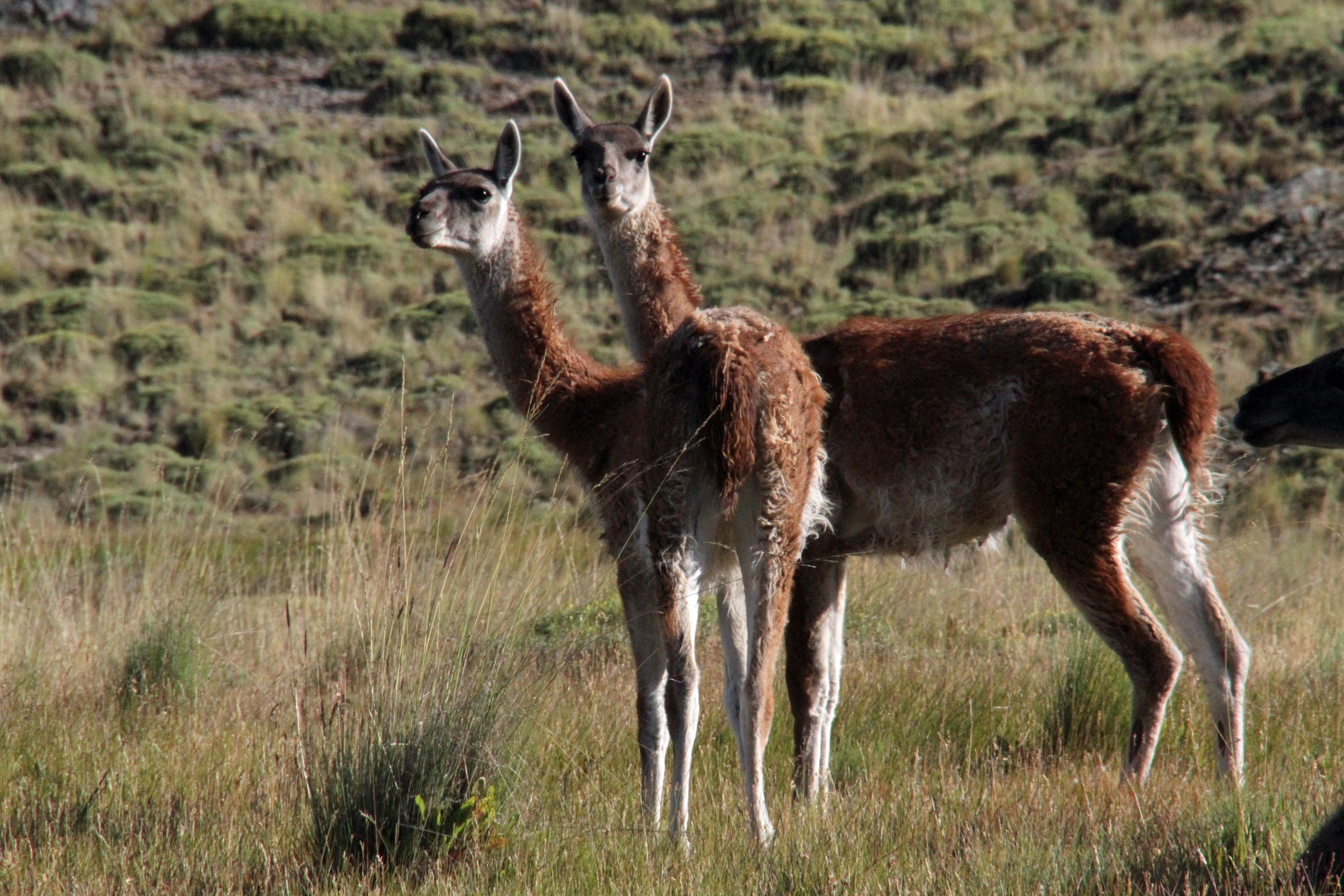 animals In The Wild, animal, one animal, vertebrate, domestic animals, no people, wildlife, side view, land, full length, guanaco, mammal, day, carretera austral, HD Wallpaper