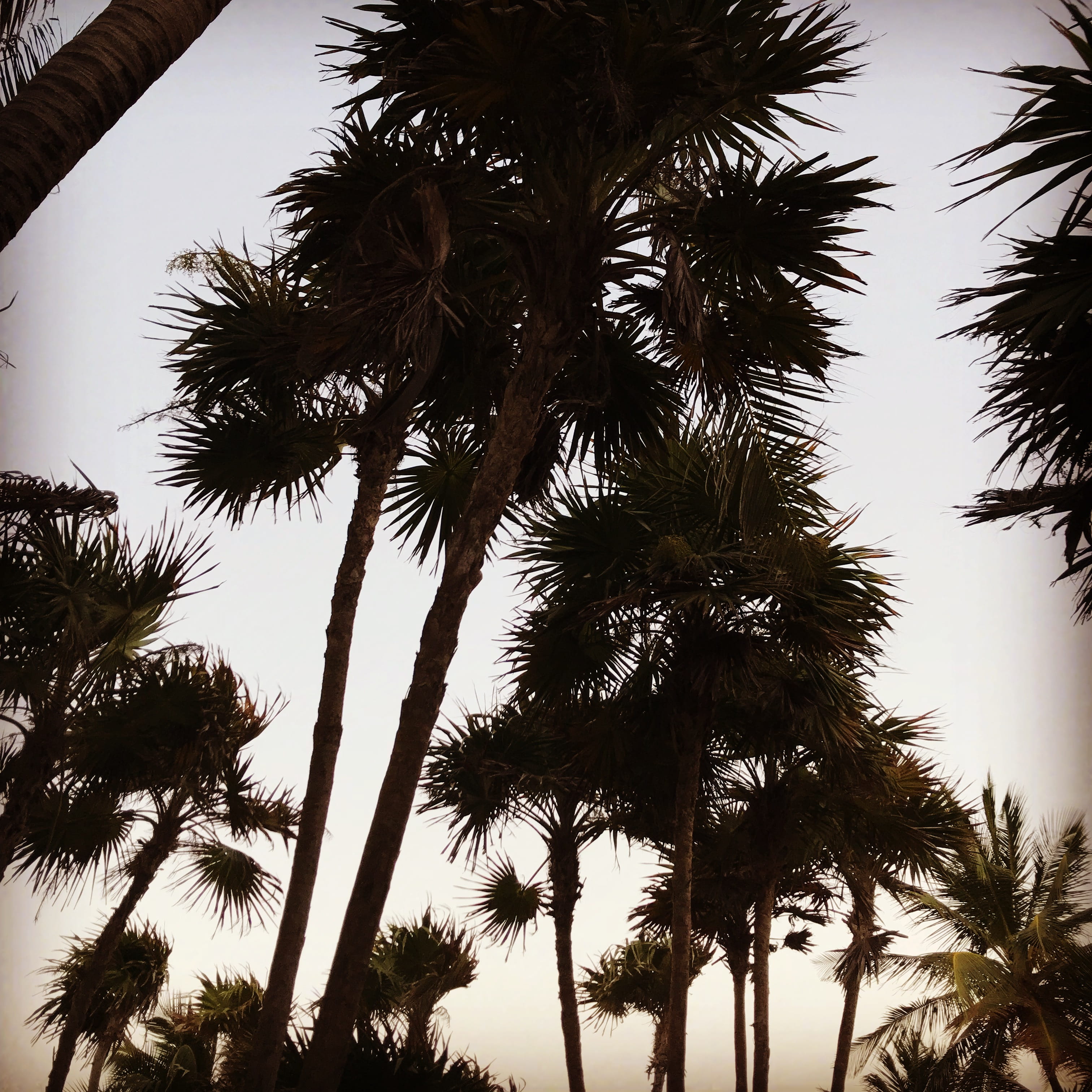 sky, no people, sunset, dusk, tropical tree, low angle view, tranquility, tulum, tree trunk, tropical climate, coconut palm tree, carretera tulum-boca paila 1427, Phone HD Wallpaper