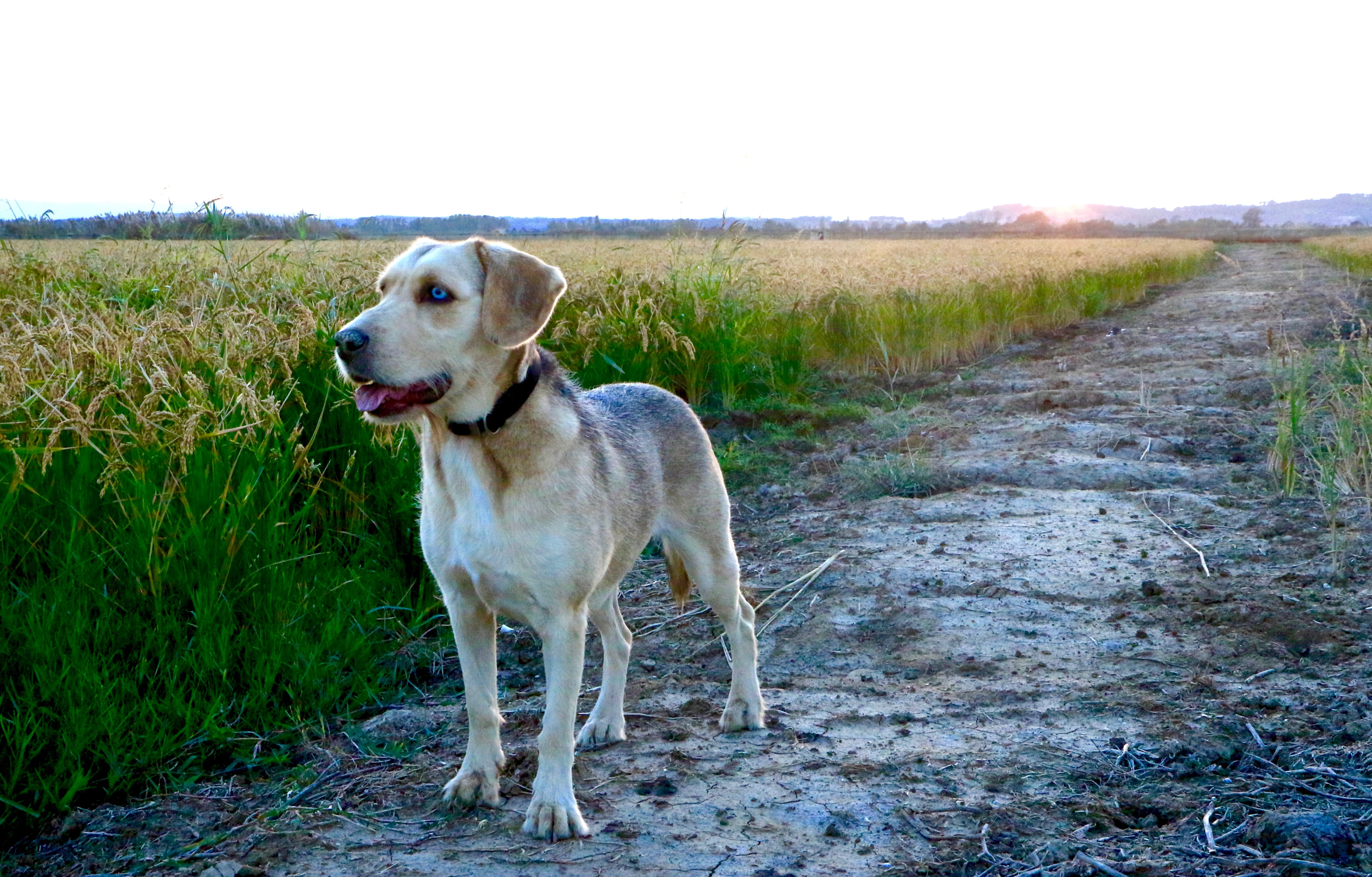 plant, mouth open, landscape, carretera de mas pinell, mammal, animal themes, looking away, sky, domestic, no people, field, grass, nature, looking, dog, HD Wallpaper