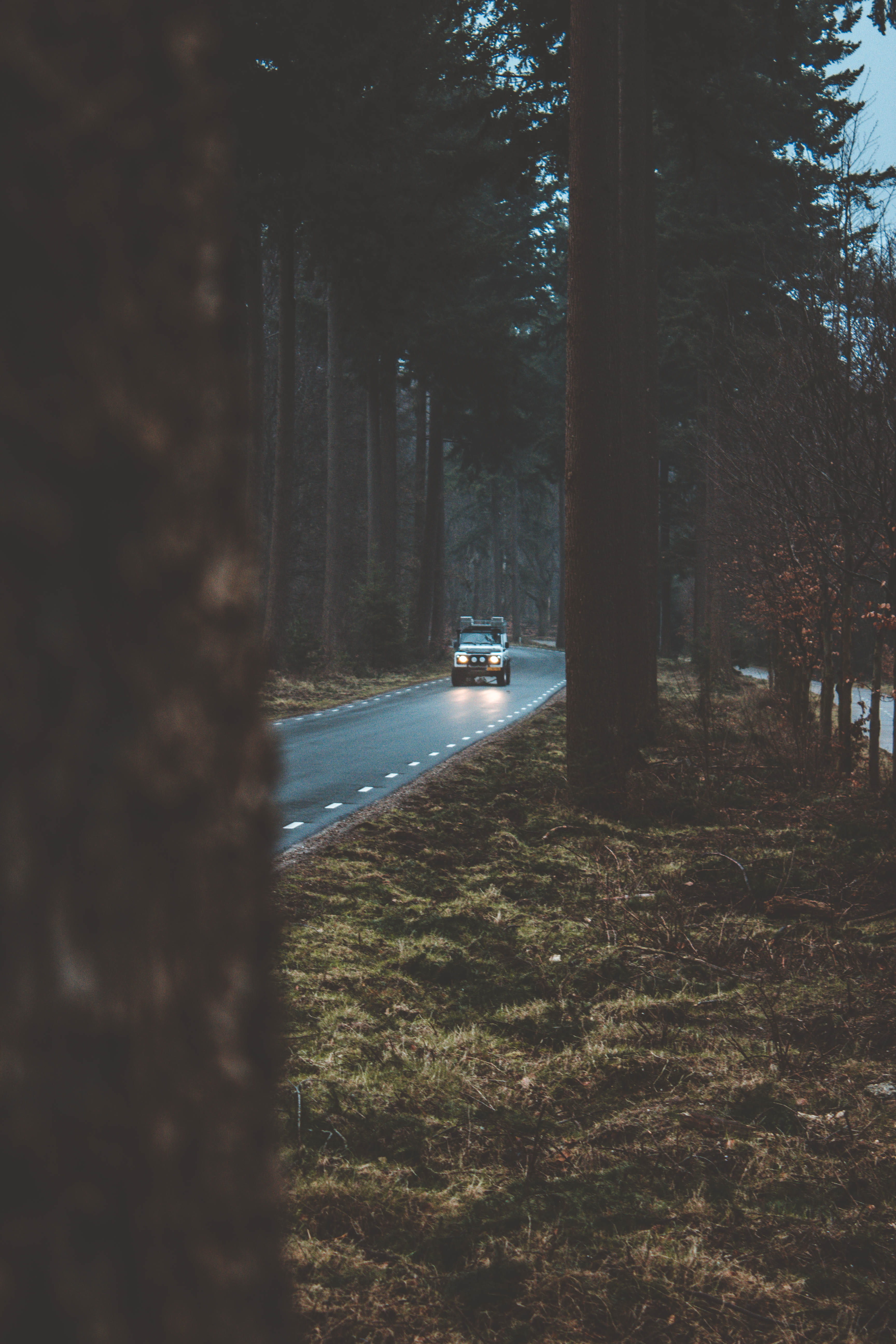 mode of transportation, roadtrip, trunk, plant, trees, transportation, on the move, car, road, nature, land, land rover, vehicle, forest, motor vehicle, Phone HD Wallpaper
