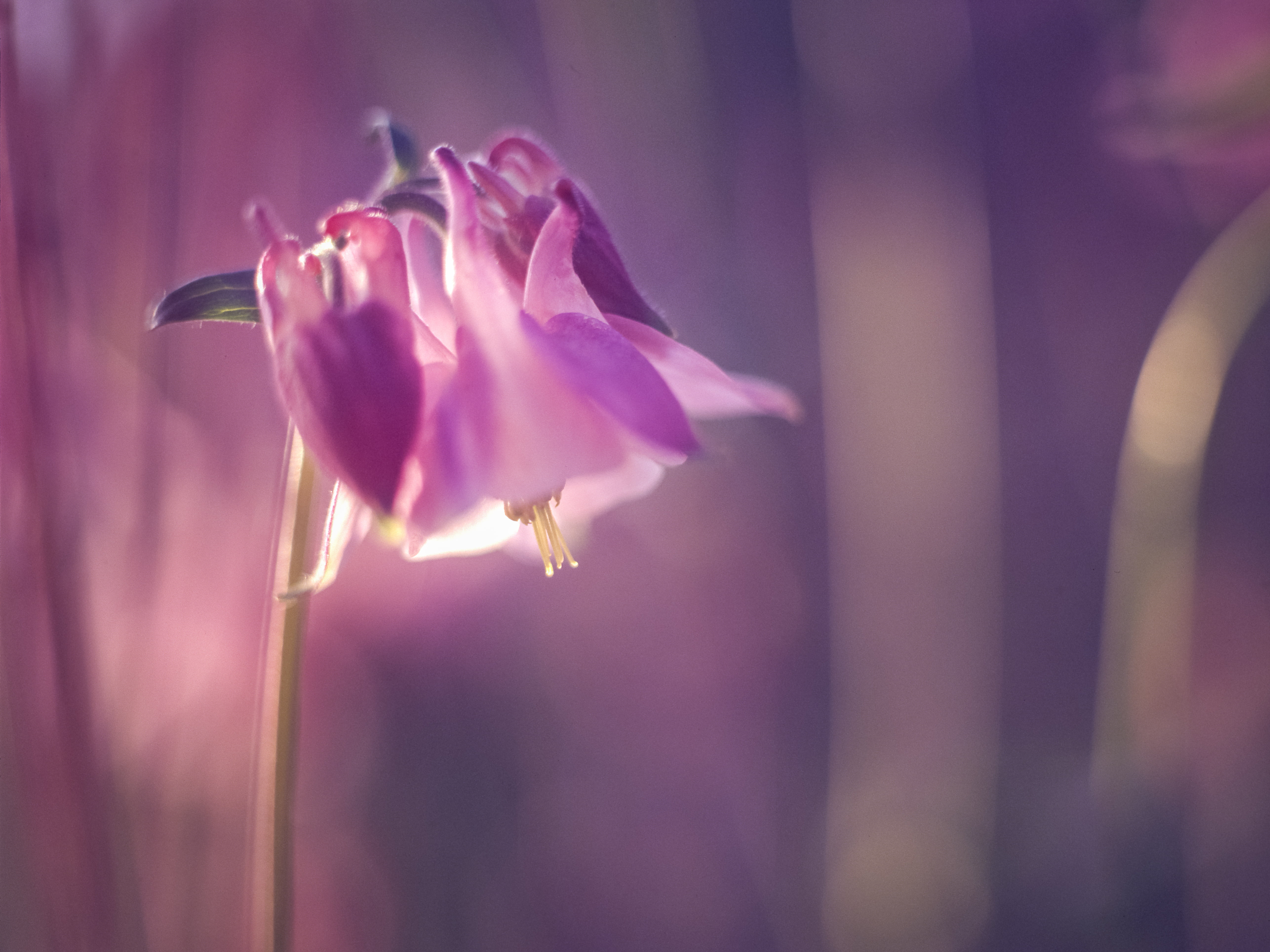 Kodak, close-up photography, color, medium format, photography, focus, image, up  - close, environment, violet, purple, film, 5K, evening, Analog, m645, HD Wallpaper