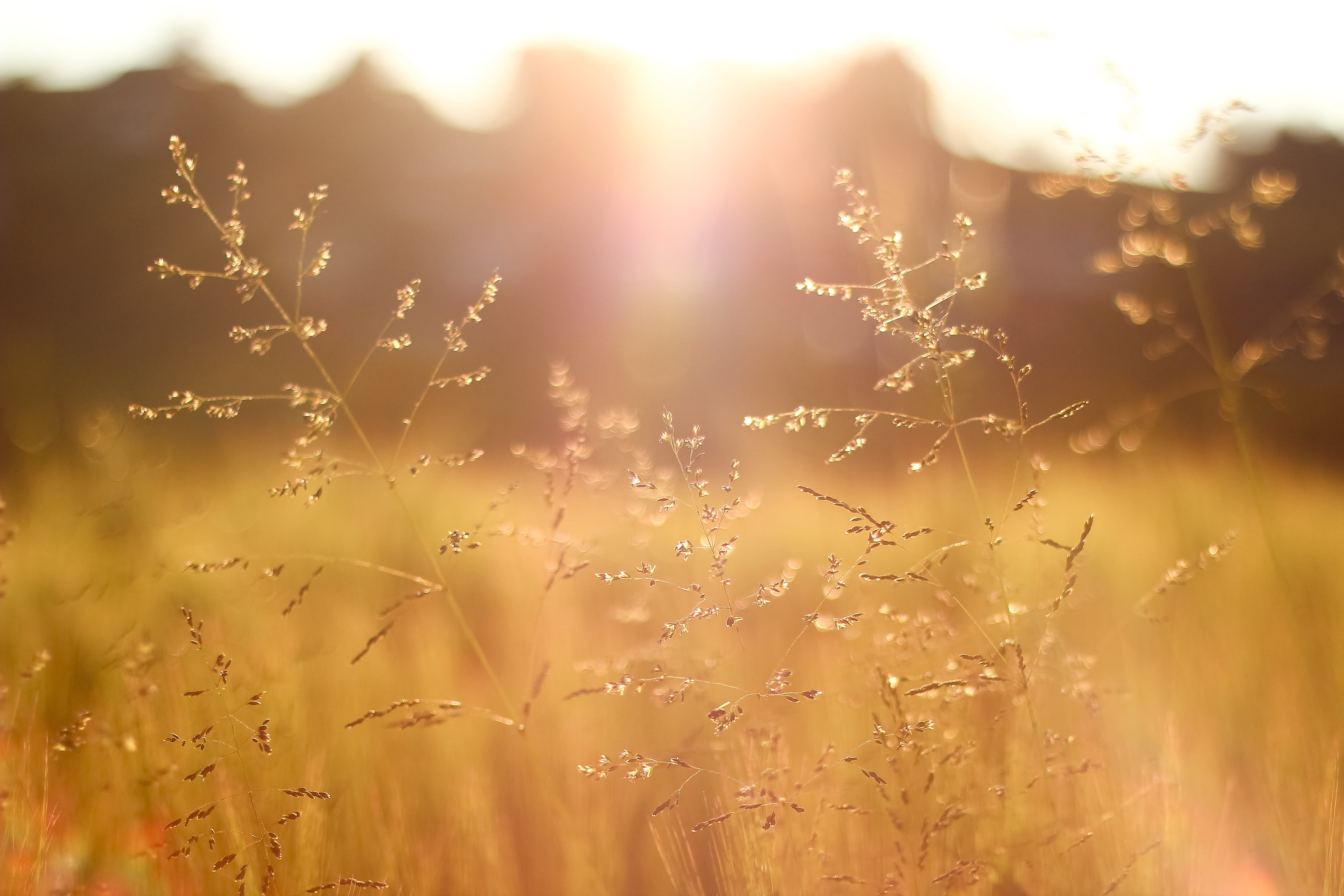 timothy grass, shrubs, beauty in nature, day, cc, golden, focus on foreground, vulnerability, tranquility, 5K, rennweg, hintergrund, sunrise, sunlight, HD Wallpaper