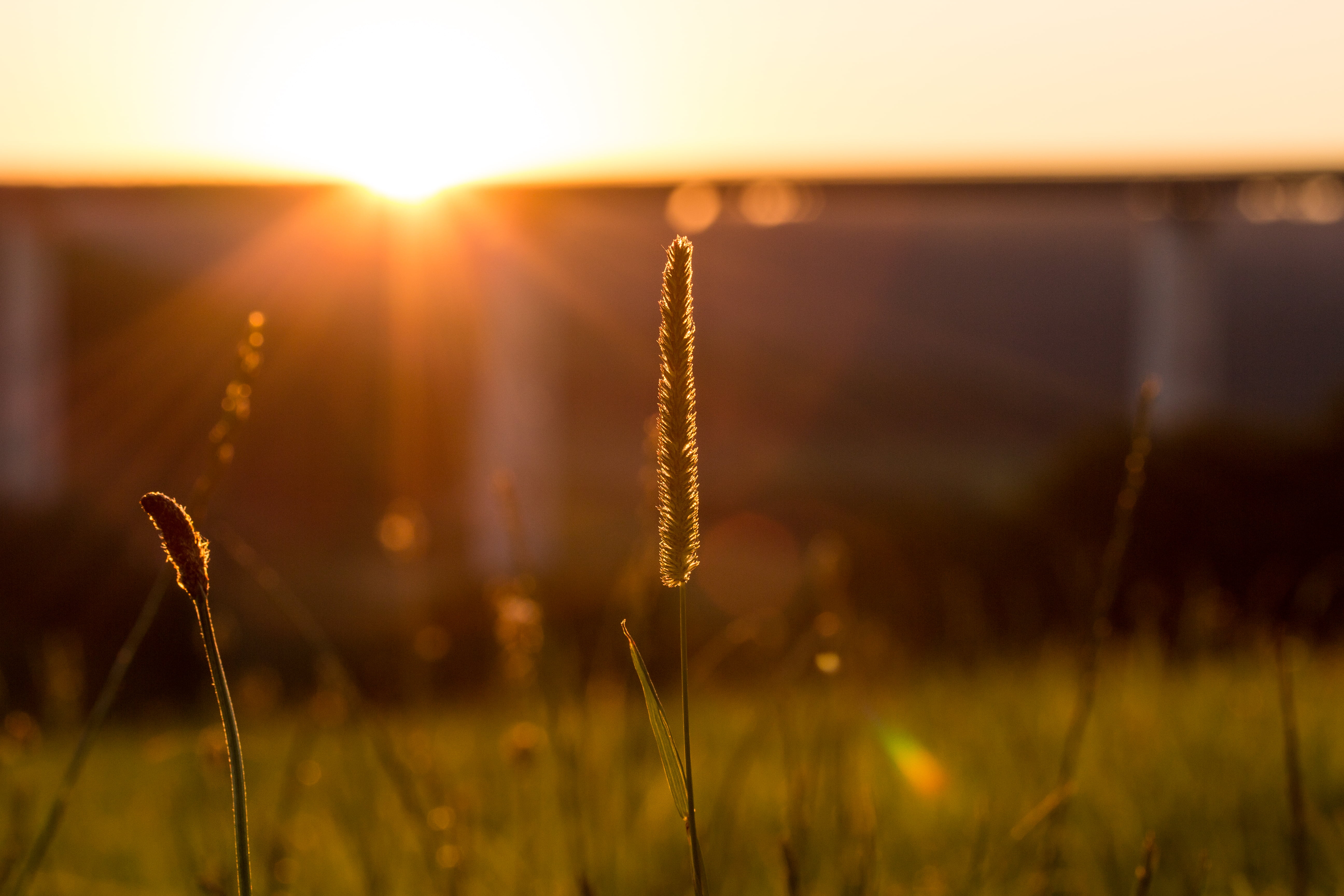 photograph, close-up, outdoors, sunrise - Dawn, 5K, Am, sun, Sunset  sundown, summer, Hochsauerland, grass, USM, Nuttlar, Abend, field, nature, HSK, selective, HD Wallpaper