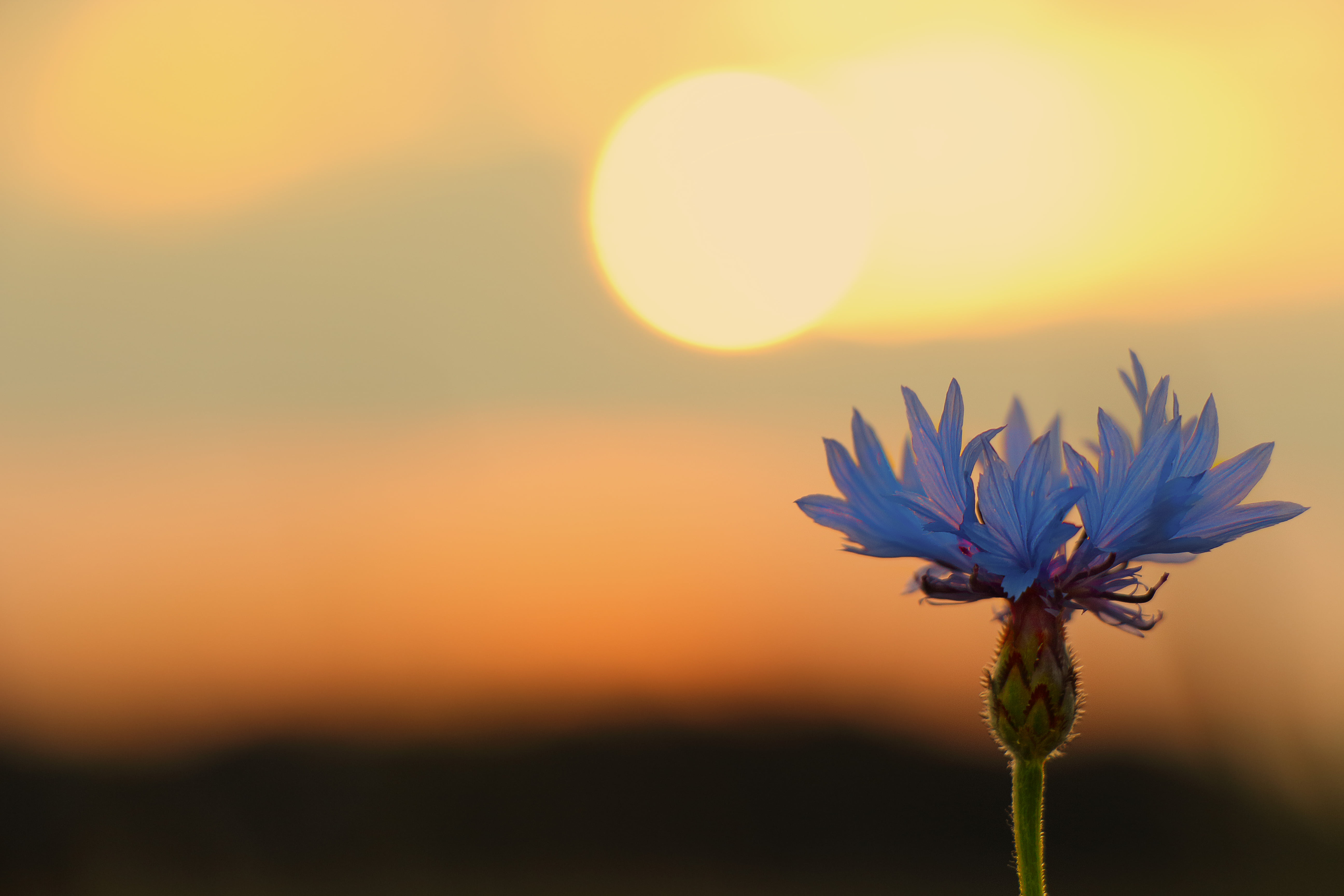 sunset, Blumen, beauty In Nature, close-up, blue, purple, cornflower, am Abend, dawn, bloom, outdoors, flower, sunrise, summer, dusk, bluebottle, daytime, HD Wallpaper