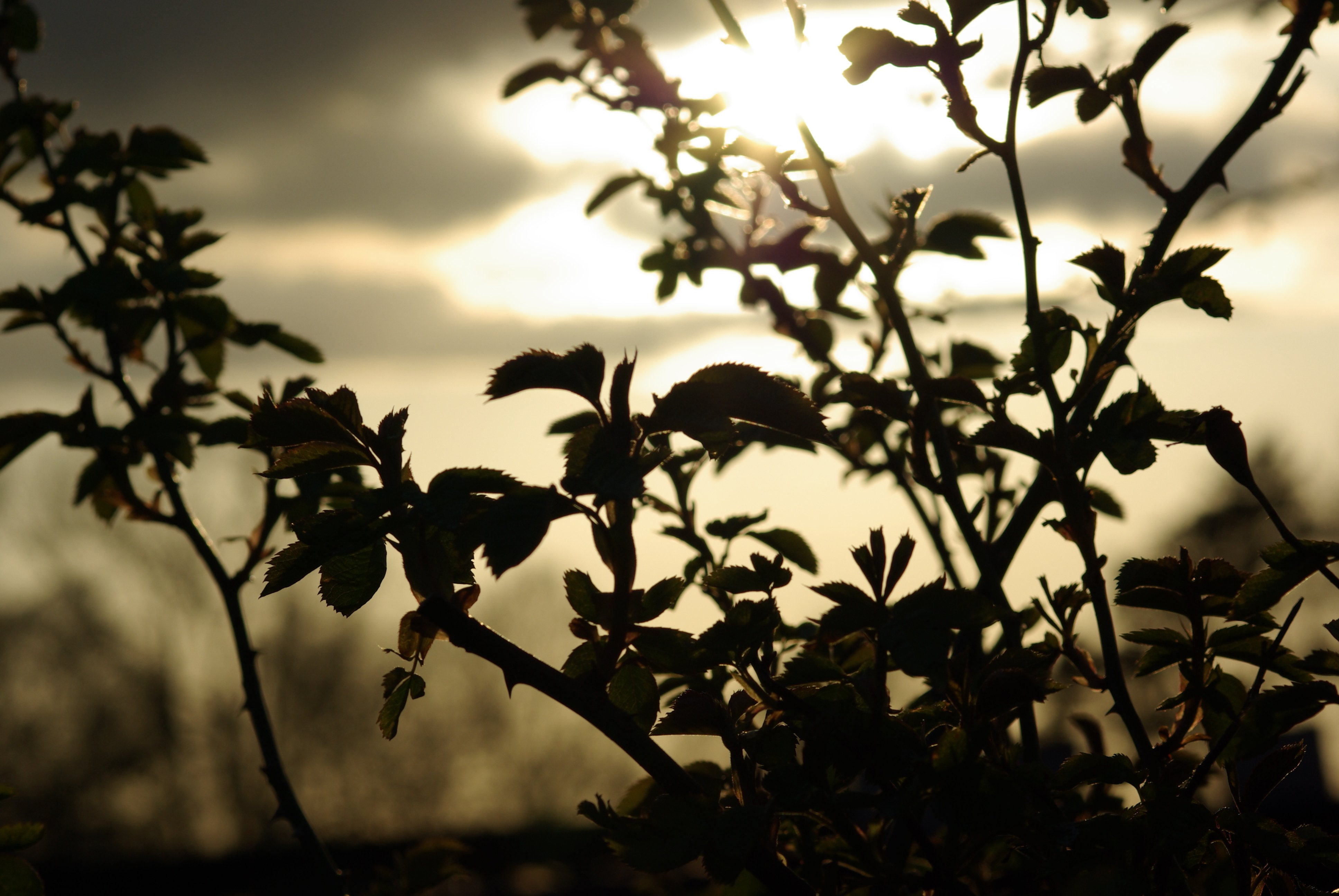 abend, 4K, HD Wallpaper