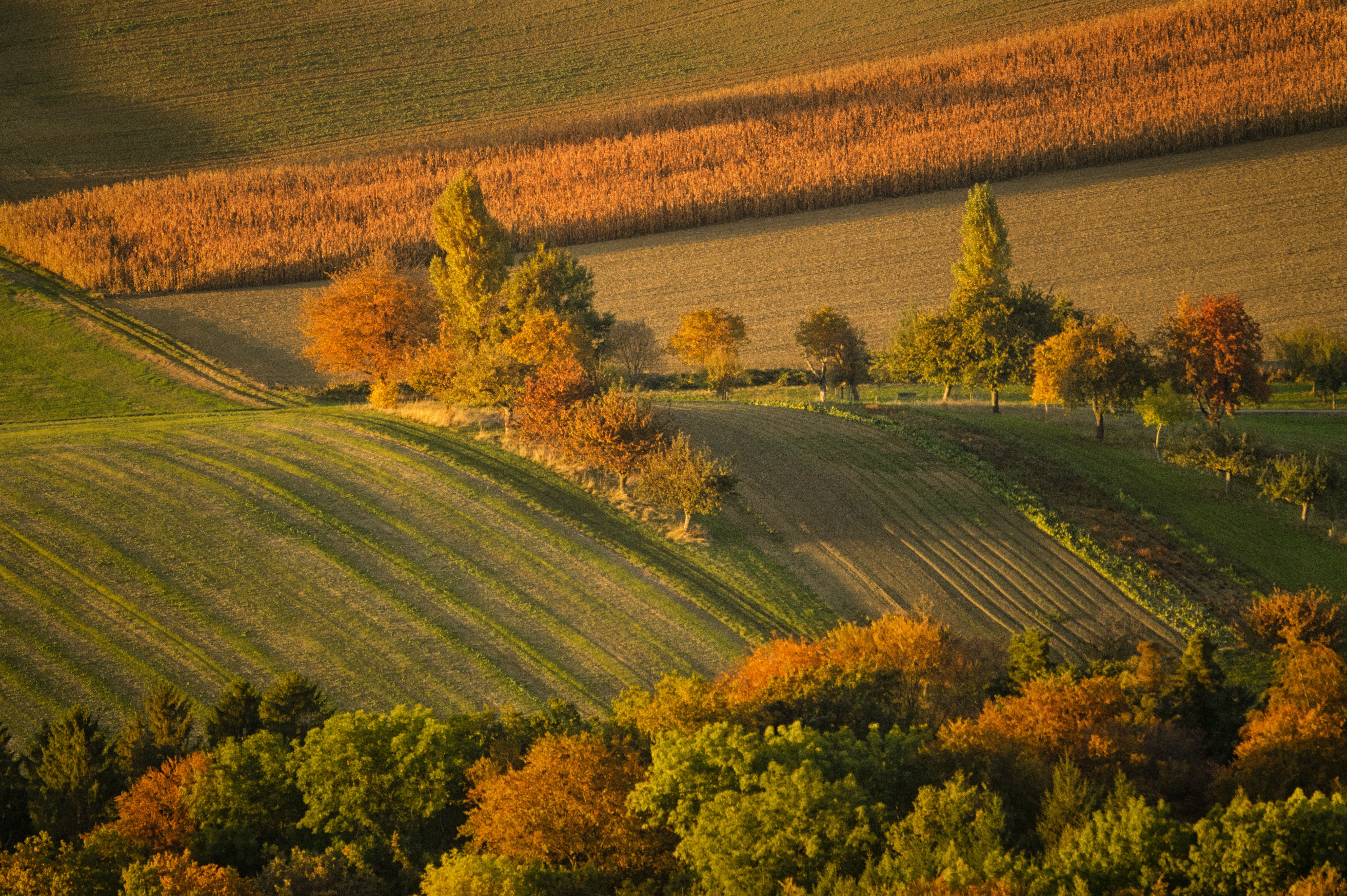 europe, land, agriculture, photography, beauty In Nature, gelb, non-Urban Scene, tree, bäume, warm, field  farm, summer, outdoors, abend, mood, landscape, HD Wallpaper