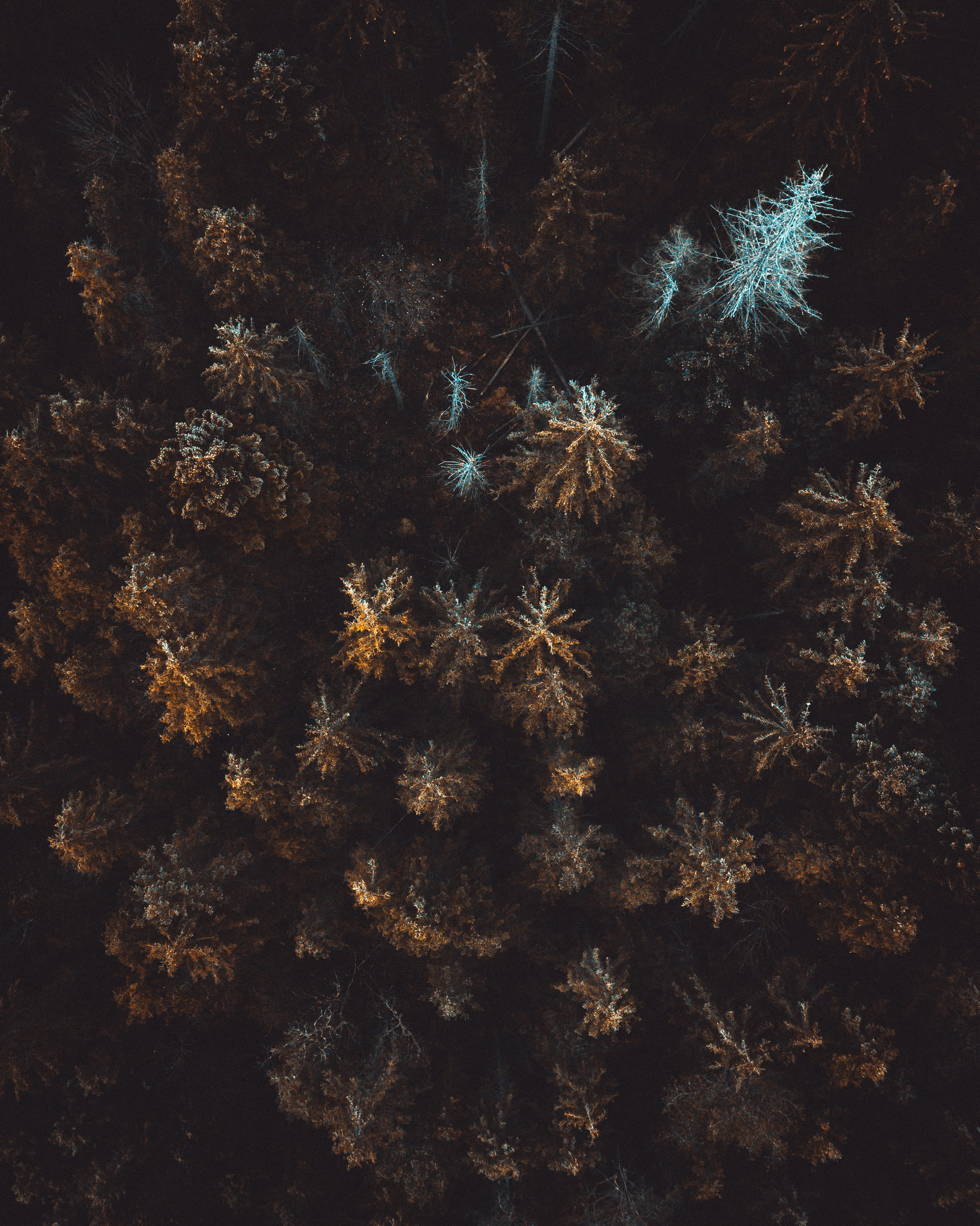 night, tree, view, outdoors, trees, close-up, plant, day, full frame, forest, freshness, tranquility, s, fireworks, land, flower, winter, germany, fragility, Phone HD Wallpaper