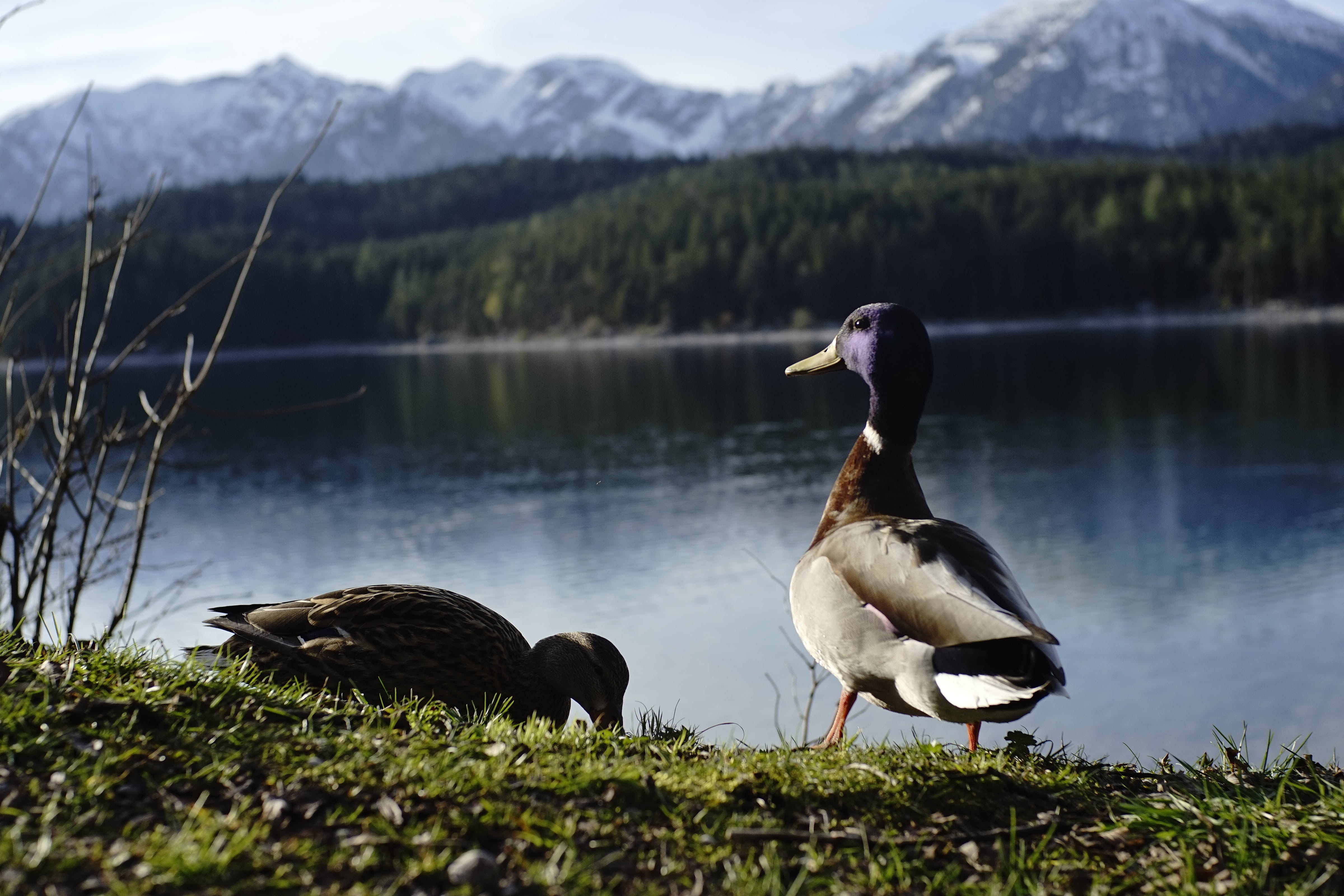 lake, bird, waters, mood, Eibsee, idyllic, lakeshore, beach, 4K, Bavaria, vertebrate, two animals, day, outdoors, Duck, no people, animal, mountain, water, HD Wallpaper