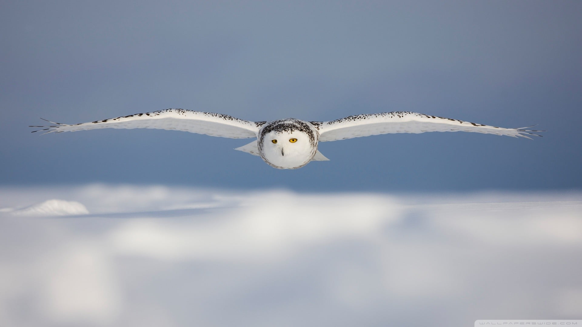 animal wildlife, portrait, animal, vertebrate, animal body part, mid-air, animal themes, animals in the wild, no people, seagull, white color, flying, owl, HD Wallpaper
