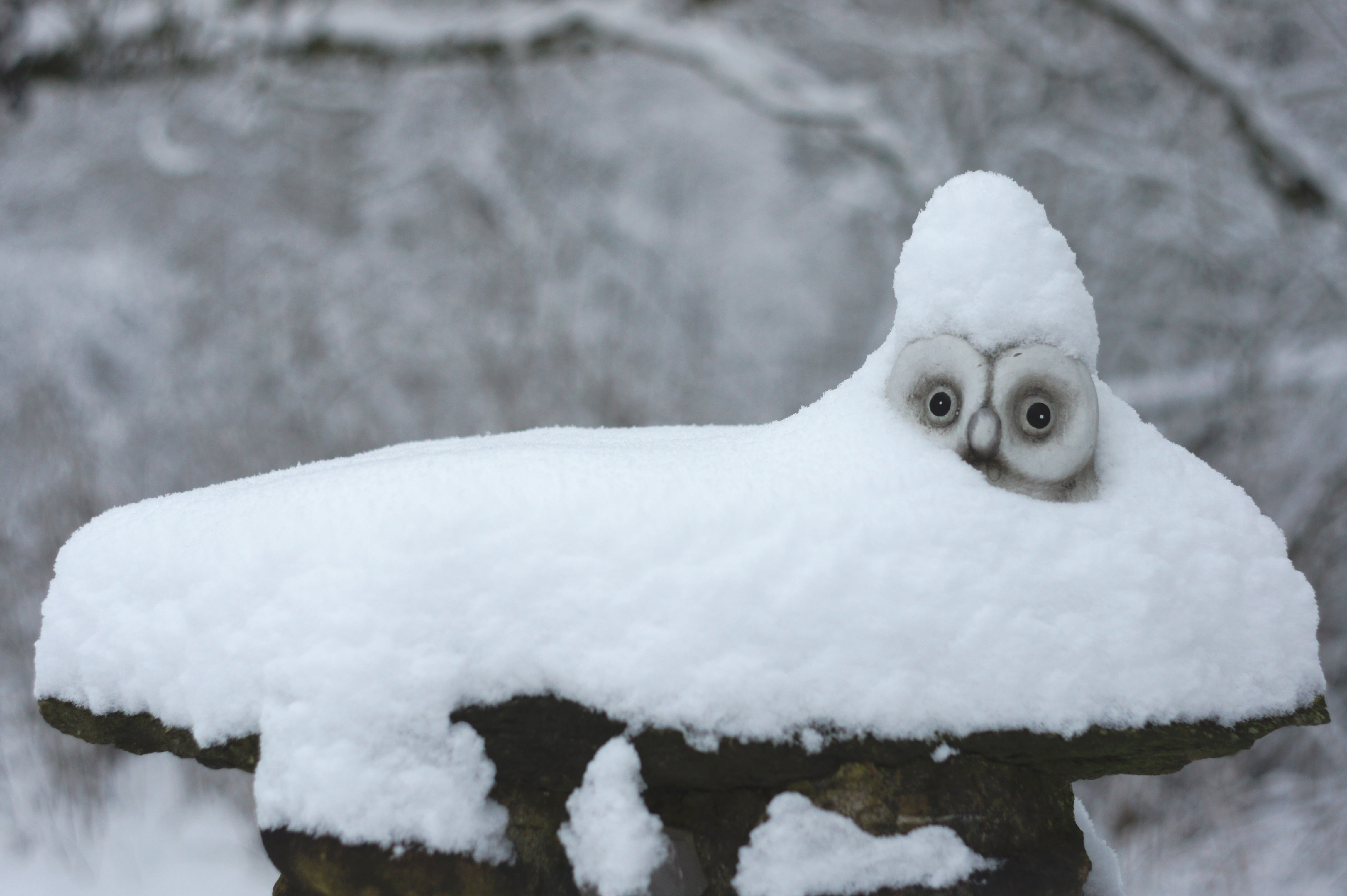 frozen, owl, forest, snowing, cold temperature, day, ice, snowy, focus on foreground, extreme weather, nature, one animal, daytime, winter, snowy owl, animals in the wild, HD Wallpaper