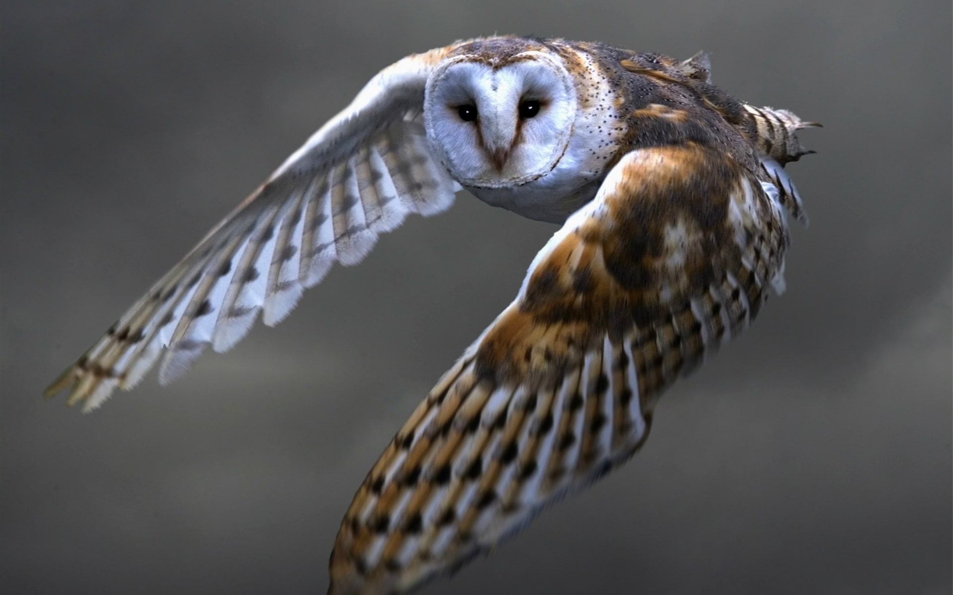 1080P, Owl, Flying, Barn, Wings, HD Wallpaper