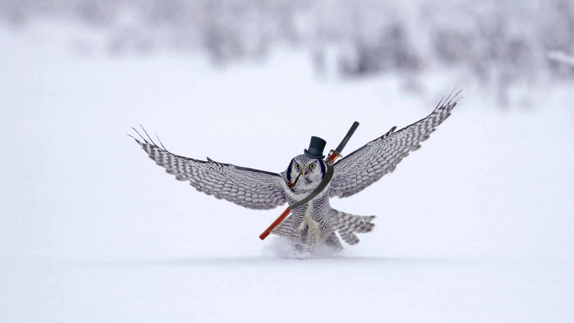 photo manipulation, aggression, snow, bird, flying, vertebrate, snowing, day, animal themes, gray, winter, humor, spread wings, animal, beauty in nature, HD Wallpaper
