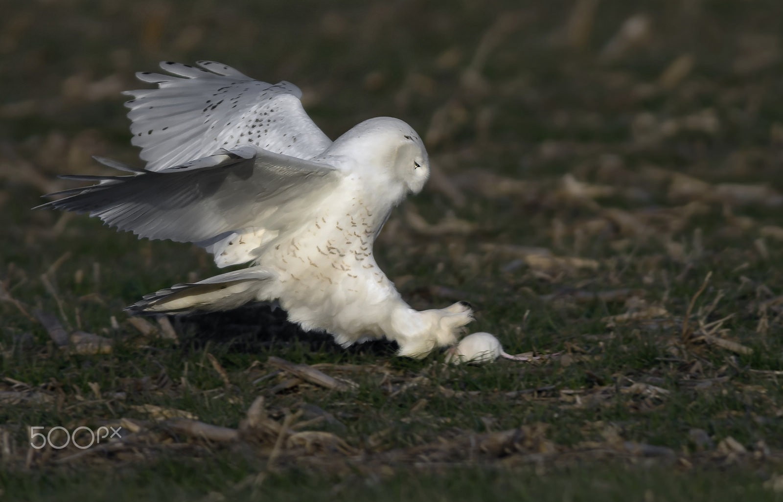 land, no people, day, animal wildlife, bird, one animal, flying, field, snowy owl, flapping, outdoors, vertebrate, white color, 720P, motion, photography, HD Wallpaper